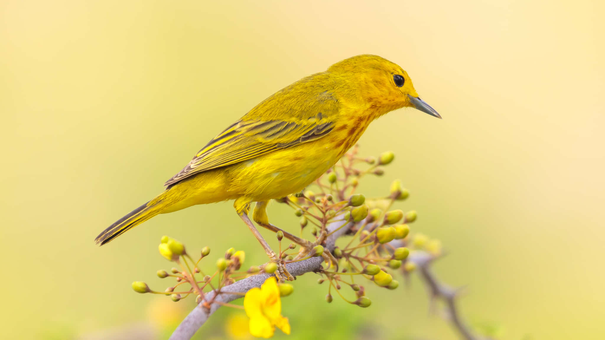 Yellow Warbler 桌布 壁紙 — 一隻鮮黃色的林鶯輕柔地棲息在帶有花蕾的樹枝上，背景柔和模糊。