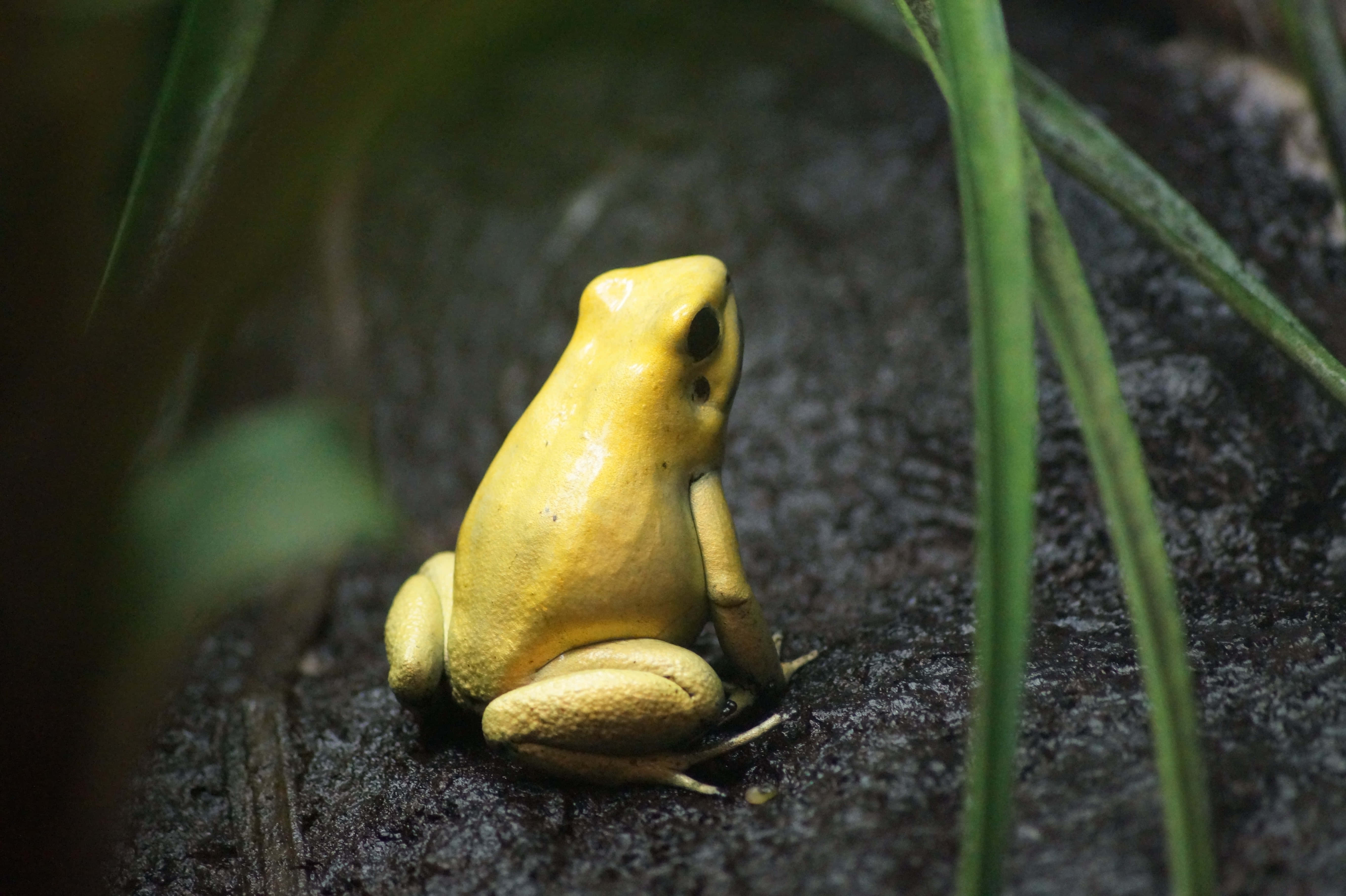 Frog 桌布 壁紙 — 一隻鮮黃色的毒箭蛙警覺地坐在被綠色植物包圍的深色濕石上。