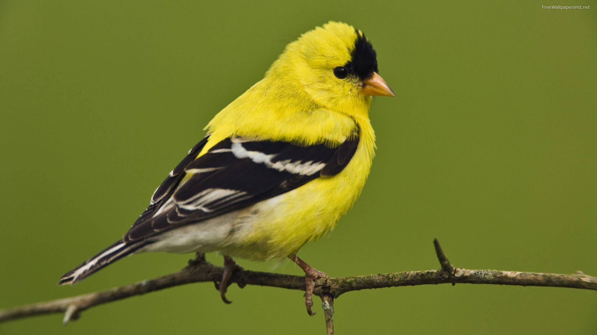 Yellow Bird 桌布 壁紙 — 一隻鮮黃色的美洲金翅雀棲息在光禿的樹枝上，背景是柔和的綠色。