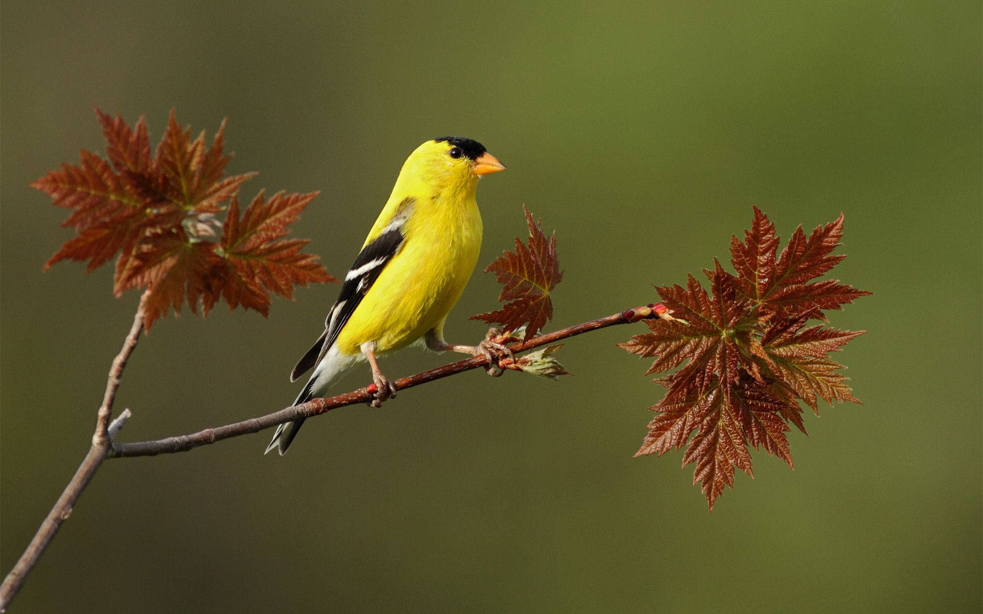 Yellow Bird 桌布 壁紙 — 一隻鮮黃色的美洲金翅雀棲息在帶有微紅楓葉的樹枝上，背景是柔和的綠色。