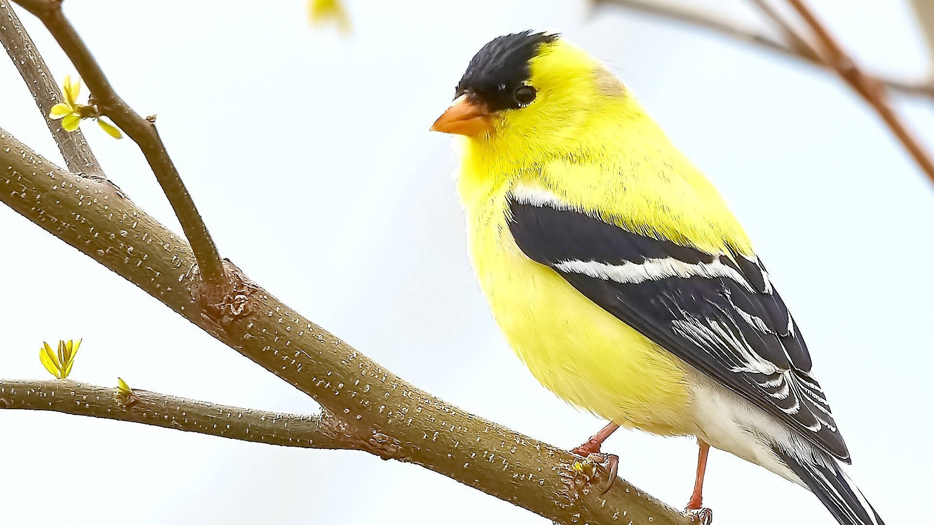 Yellow Bird 桌布 壁紙 — 一隻鮮黃色的美洲金翅雀棲息在長滿嫩芽的樹枝上，背景是柔和的白色天空。
