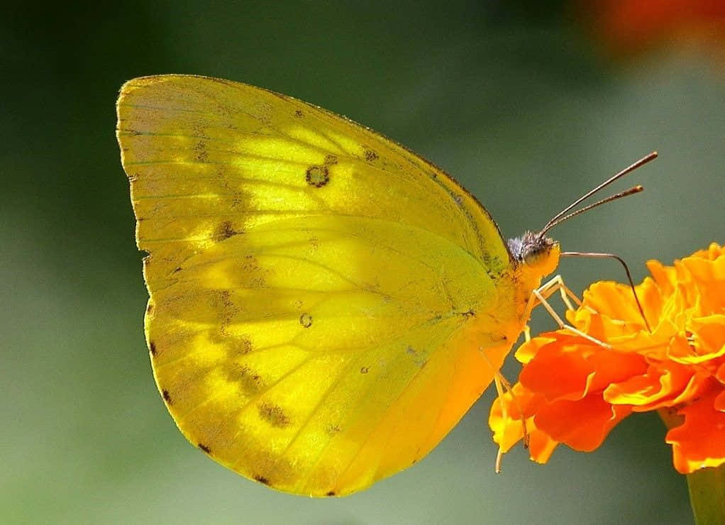 Yellow Butterfly 桌布 壁紙 — 一隻鮮黃色的蝴蝶，帶有斑點翅膀，輕柔地停在一朵鮮橙色的花朵上，背景是柔和的綠色。