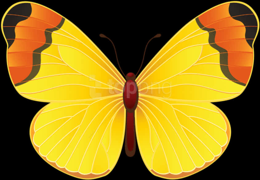 Butterflies 桌布 壁紙 — 一隻鮮黃色的蝴蝶，帶有橙色和黑色的翅尖，在純黑色背景上休息。