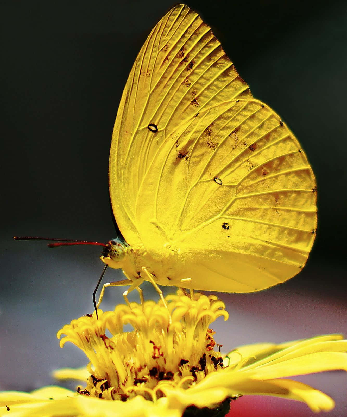 Butterfly Yellow 桌布 壁紙 — 一隻鮮黃色的蝴蝶，帶有精緻的翅脈，輕輕停在一朵相配的黃色花朵上，背景柔和模糊。
