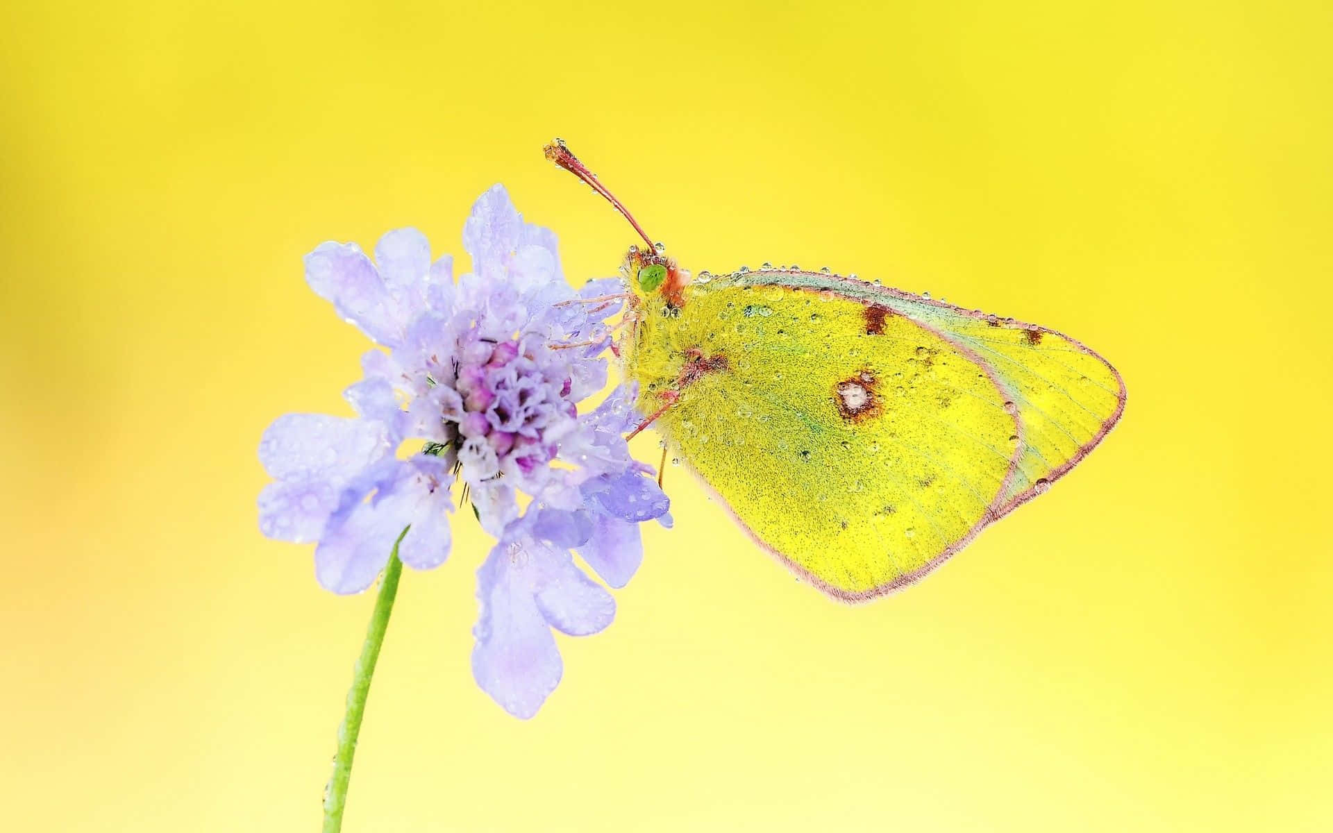 Yellow Butterfly 桌布 壁紙 — 一隻鮮黃色的蝴蝶，翅膀上有斑點，輕輕地停在一朵沾滿露水的紫色花朵上，背景是明亮的黃色。