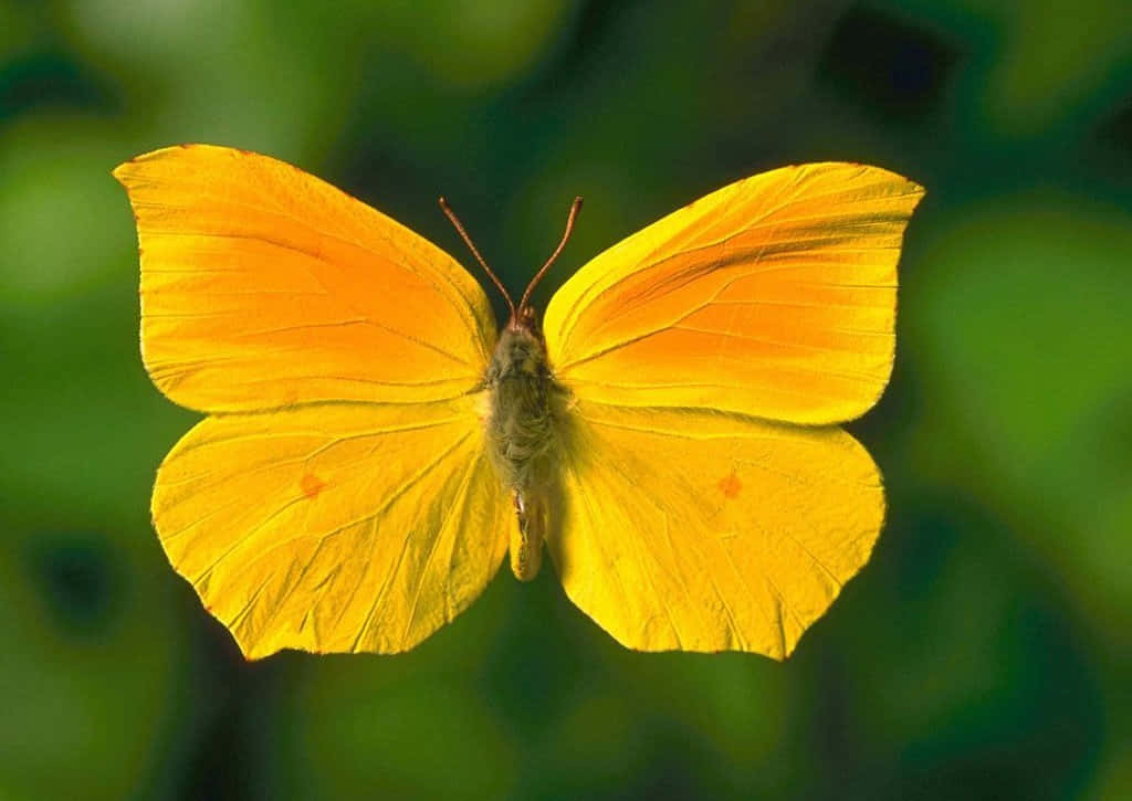 Yellow Butterfly 桌布 壁紙 — 一隻鮮黃色的蝴蝶，翅膀尖端帶有橙色，在柔和模糊的綠色樹葉背景上盤旋。