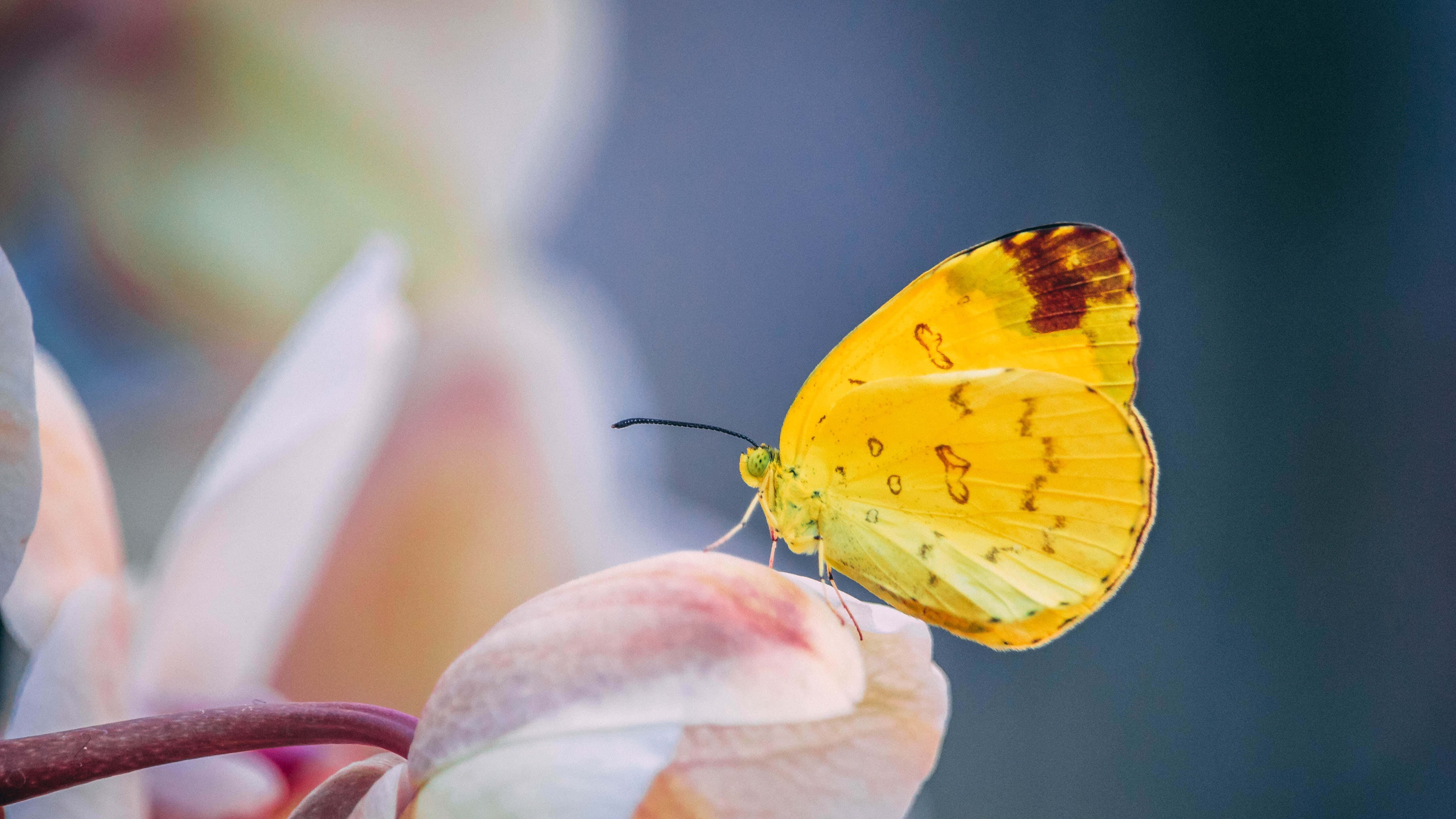 Butterfly Yellow 桌布 壁紙 — 一隻鮮黃色的蝴蝶帶有棕色斑點，輕柔地停在一片柔軟的粉紅色花瓣上，背景模糊。