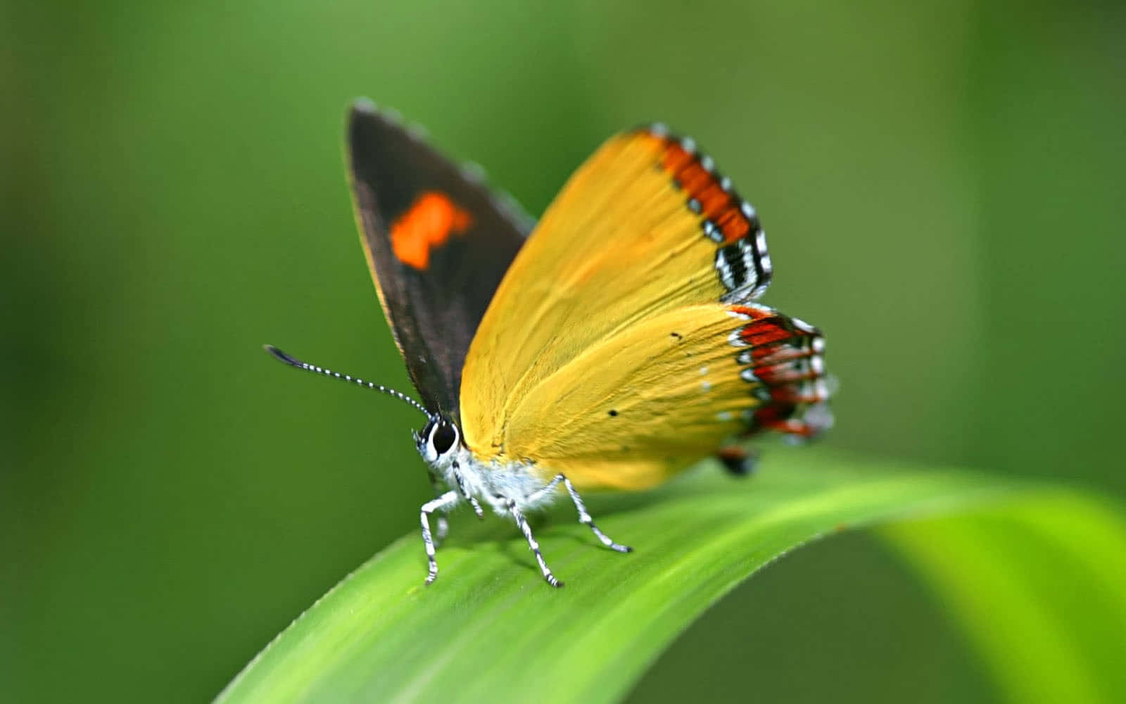 Butterfly Species 桌布 壁紙 — 一隻鮮黃色的蝴蝶帶有橙色和黑色的點綴，輕柔地停在一片茂盛的綠葉上，背景柔和模糊。
