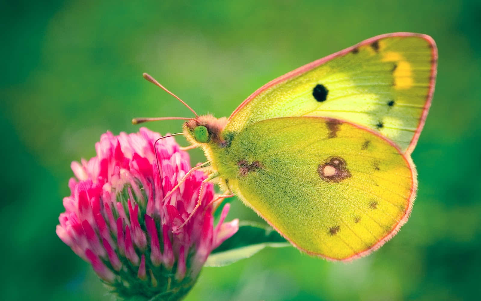 Butterfly Photos 桌布 壁紙 — 一隻鮮黃色的蝴蝶帶有黑色斑點，輕輕停在一朵亮粉色的三葉草花上，背景是柔和的綠色。