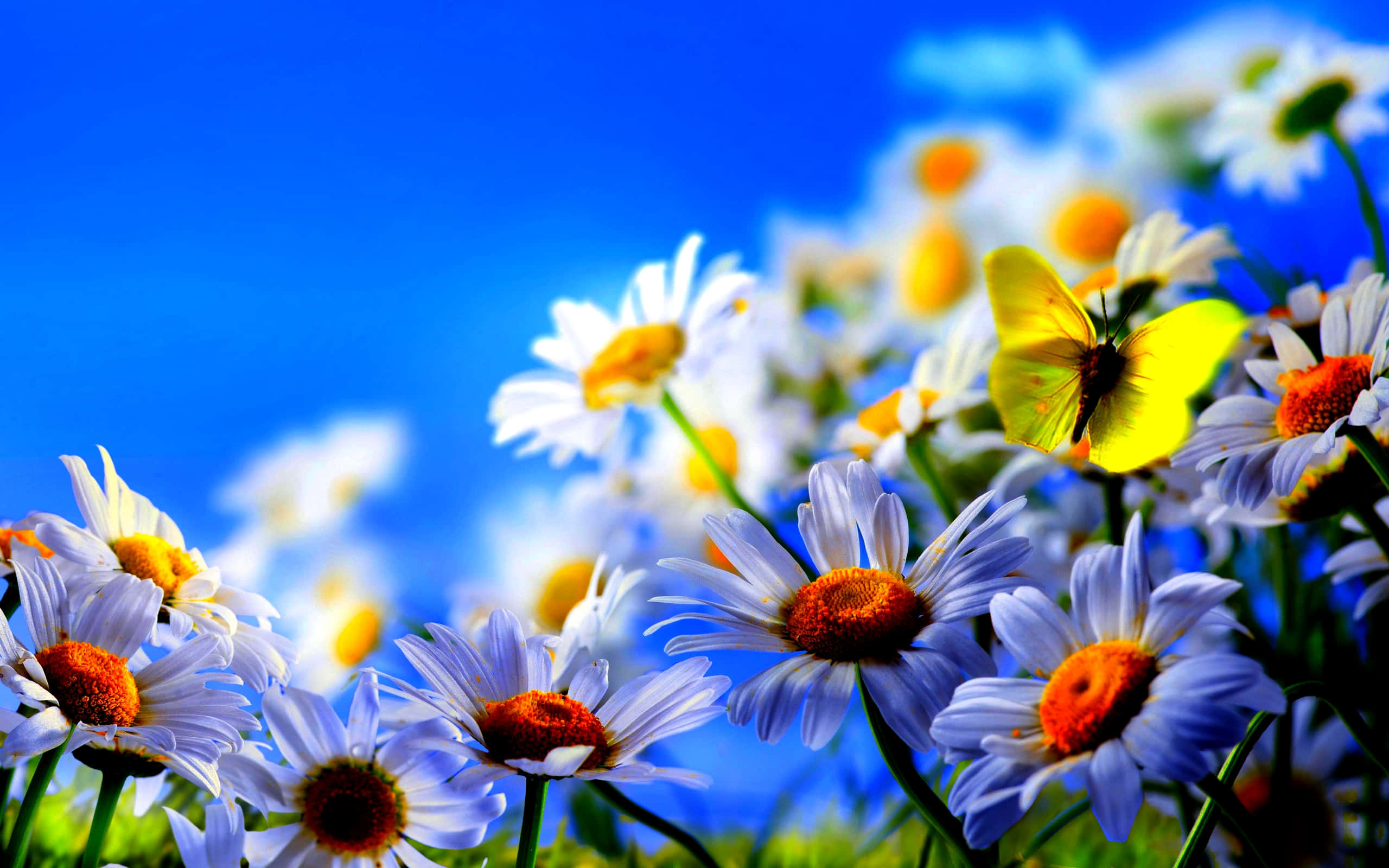 Butterfly Profile 桌布 壁紙 — 一隻鮮黃色的蝴蝶棲息在一簇白色雛菊上，雛菊有橙色的花心，背景是鮮豔的藍天。