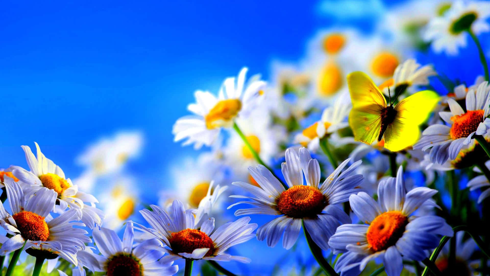 1920 X 1080 Flower 桌布 壁紙 — 一隻鮮黃色的蝴蝶棲息在鮮豔的雛菊上，背景是明亮的藍天。