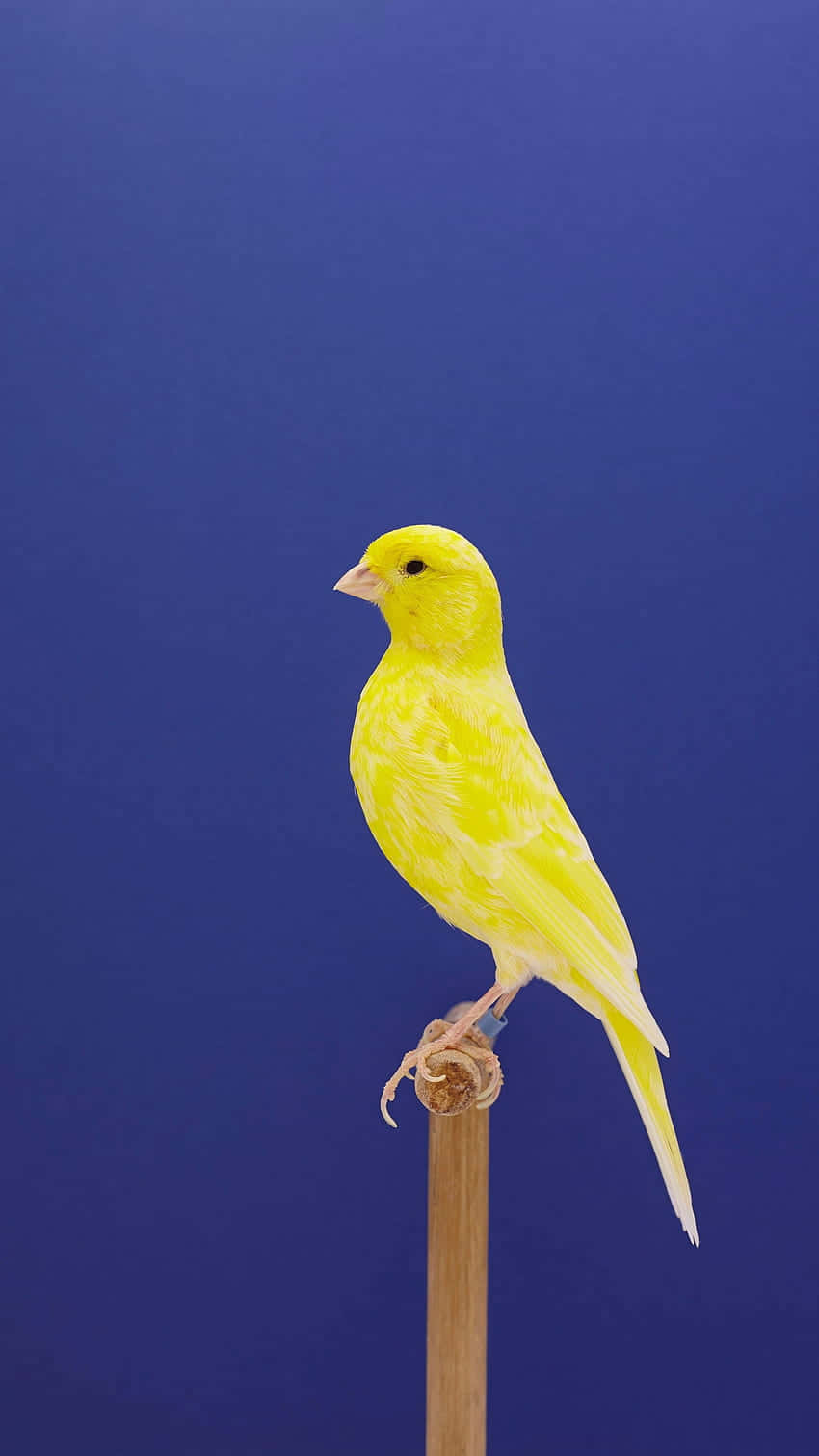 Yellow Canary 桌布 壁紙 — 一隻鮮黃色的金絲雀平靜地棲息在木棍上，背景是純深藍色。