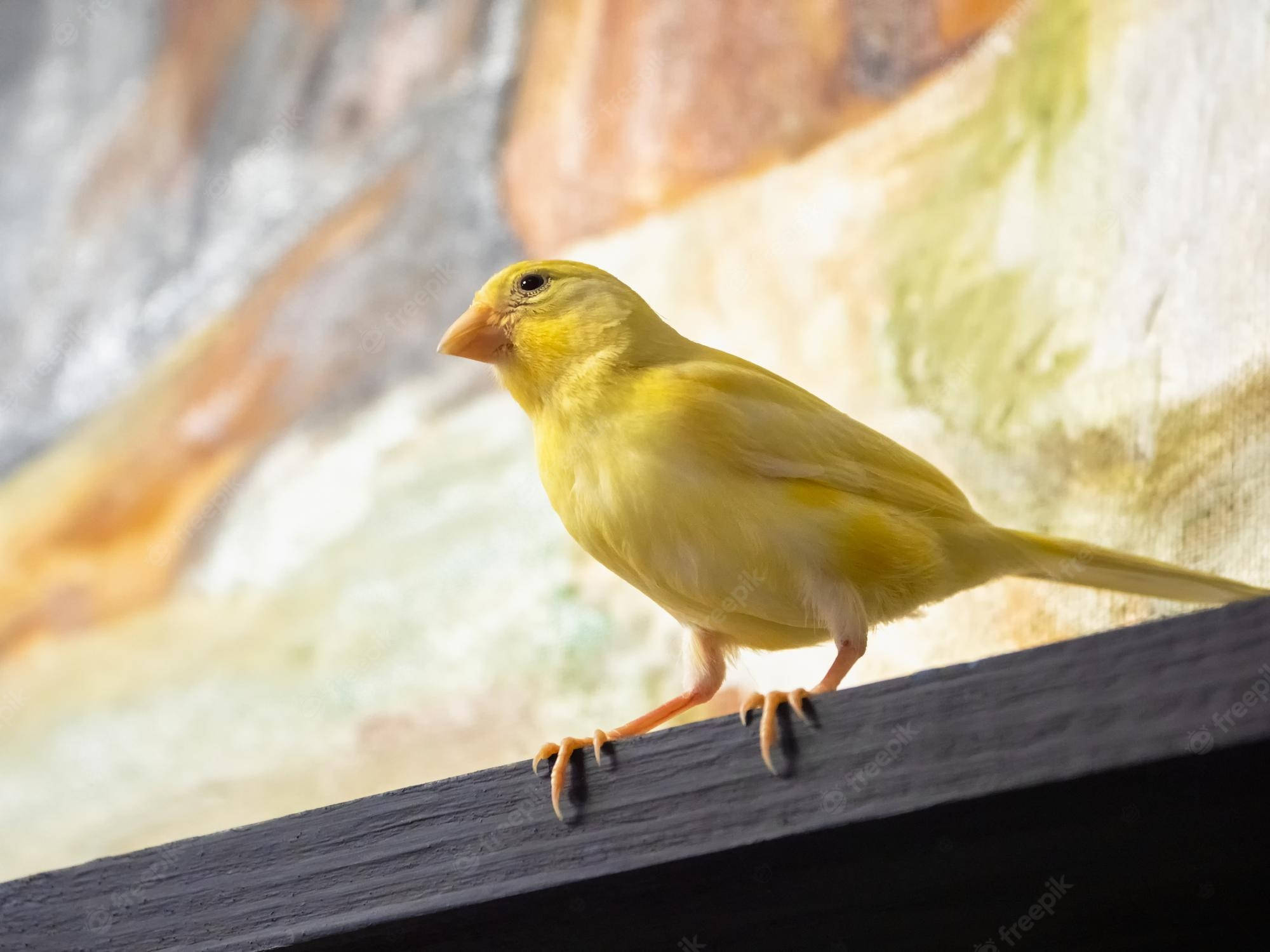 Yellow Bird 桌布 壁紙 — 一隻鮮黃色的金絲雀平靜地棲息在深色木架上，背景是柔和模糊的紋理。