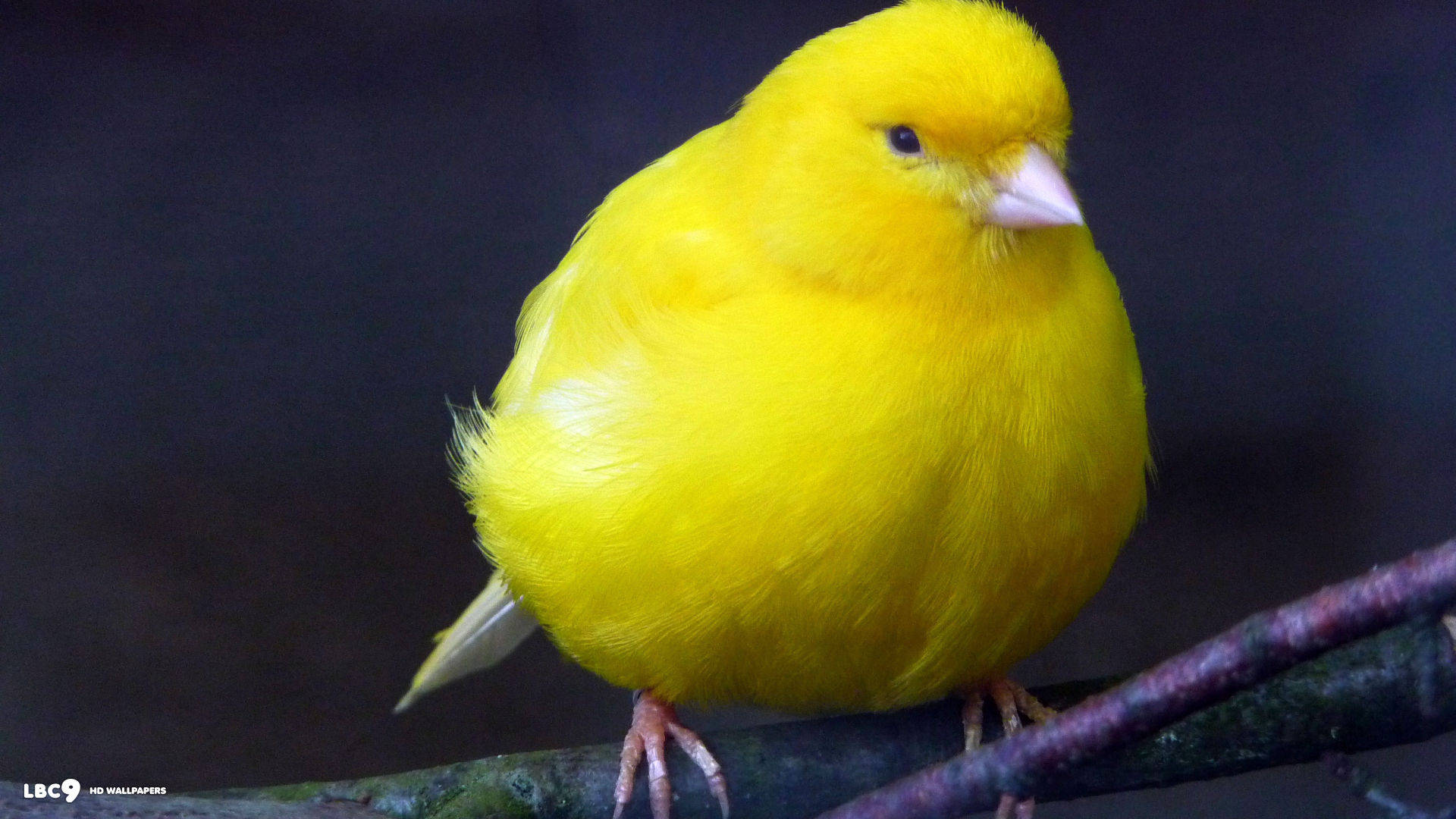 Yellow Bird 桌布 壁紙 — 一隻鮮黃色的金絲雀平靜地棲息在深色樹枝上，其蓬鬆羽毛在模糊陰影背景中閃耀。