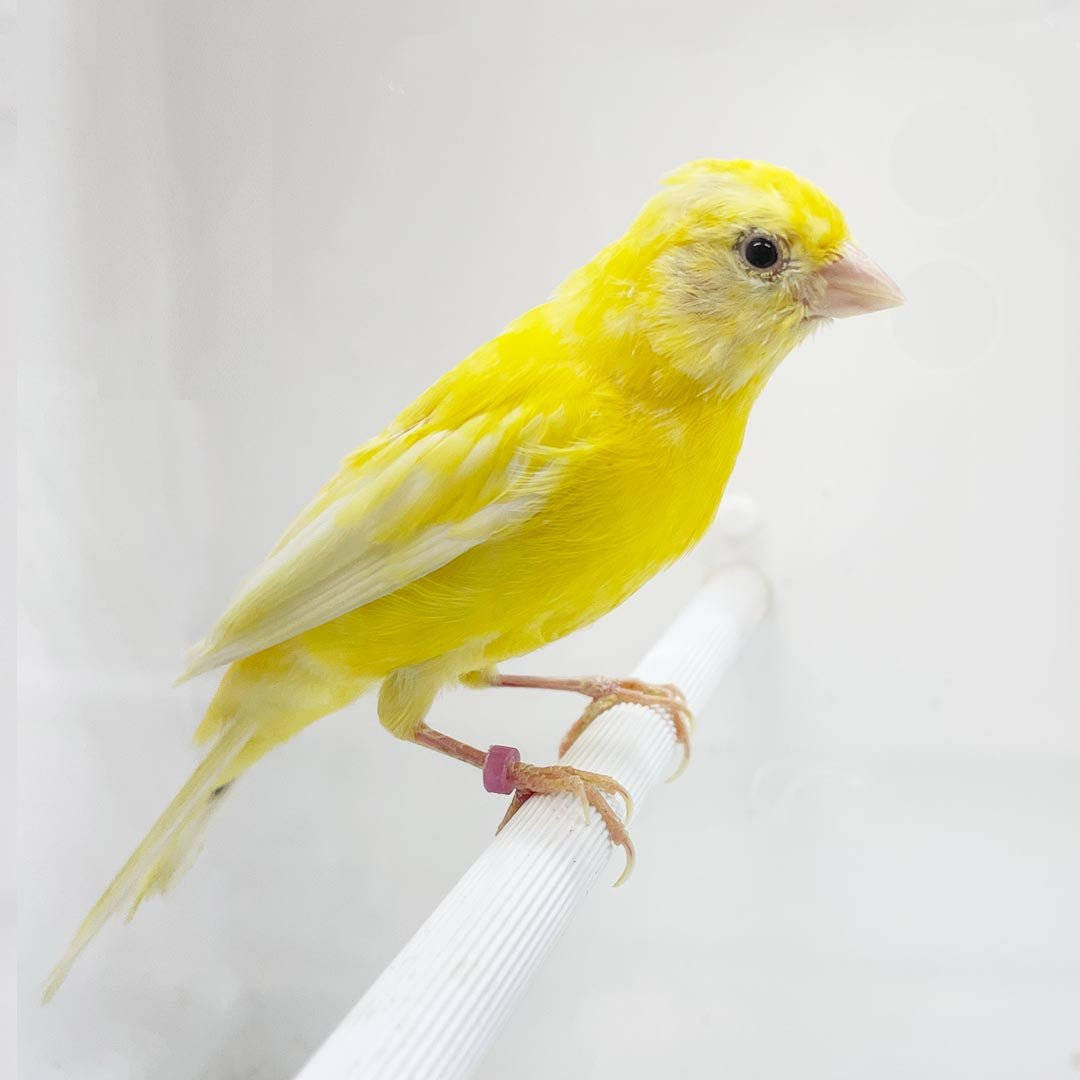 Yellow Bird 桌布 壁紙 — 一隻鮮黃色的金絲雀平靜地棲息在白色桿上，背景是柔和的白色。