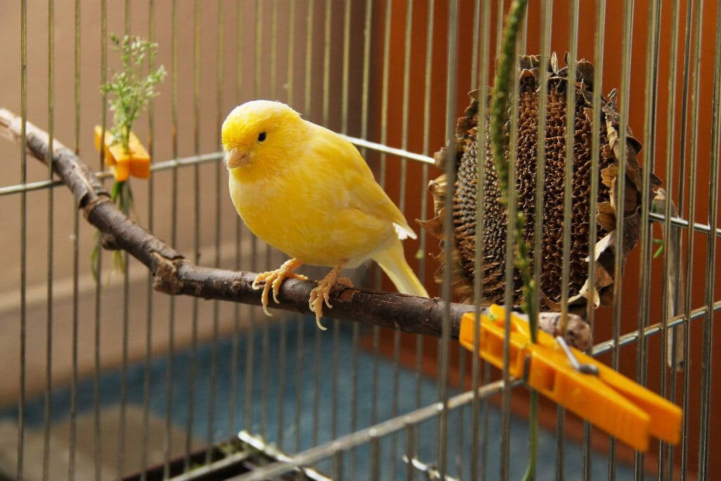 Yellow Bird 桌布 壁紙 — 一隻鮮黃色的金絲雀平靜地棲息在鐵絲籠內的樹枝上，籠內有向日葵種子餵食器和橙色夾子。