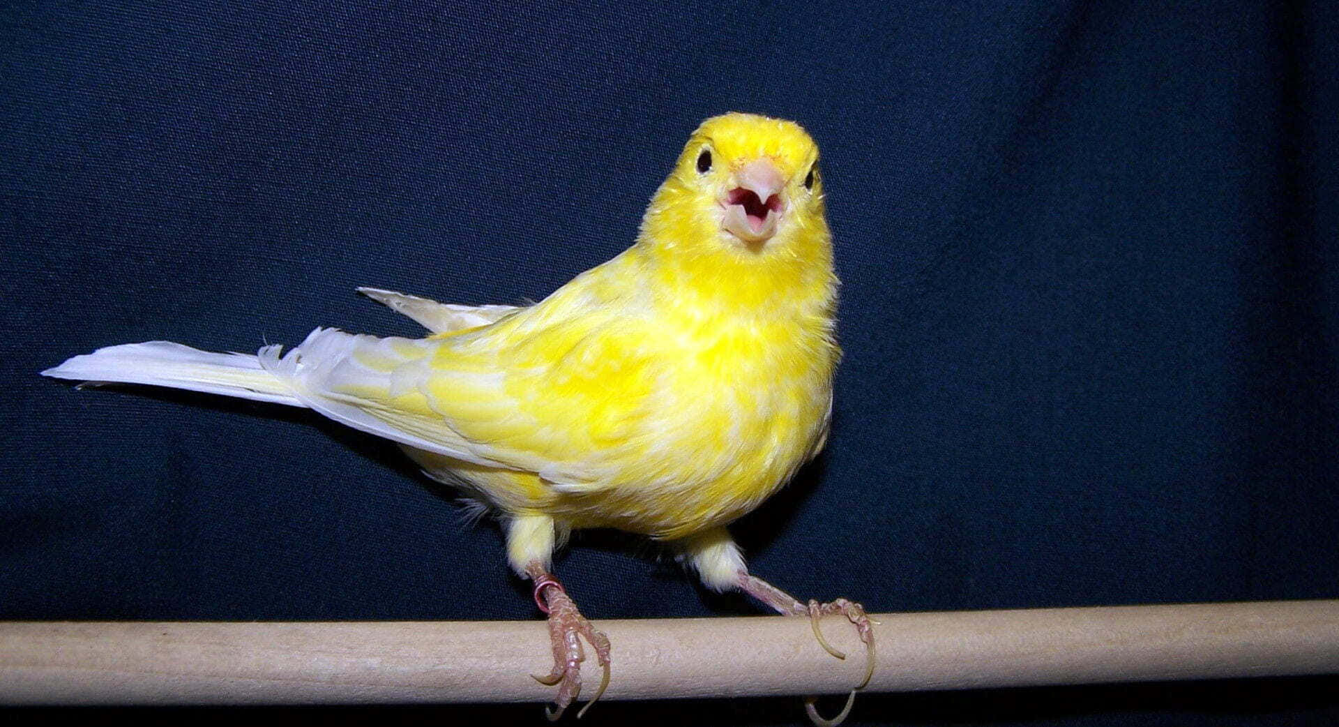 Yellow Canary 桌布 壁紙 — 一隻鮮黃色的金絲雀棲息在木棍上，背景是深藍色，嘴巴張開。