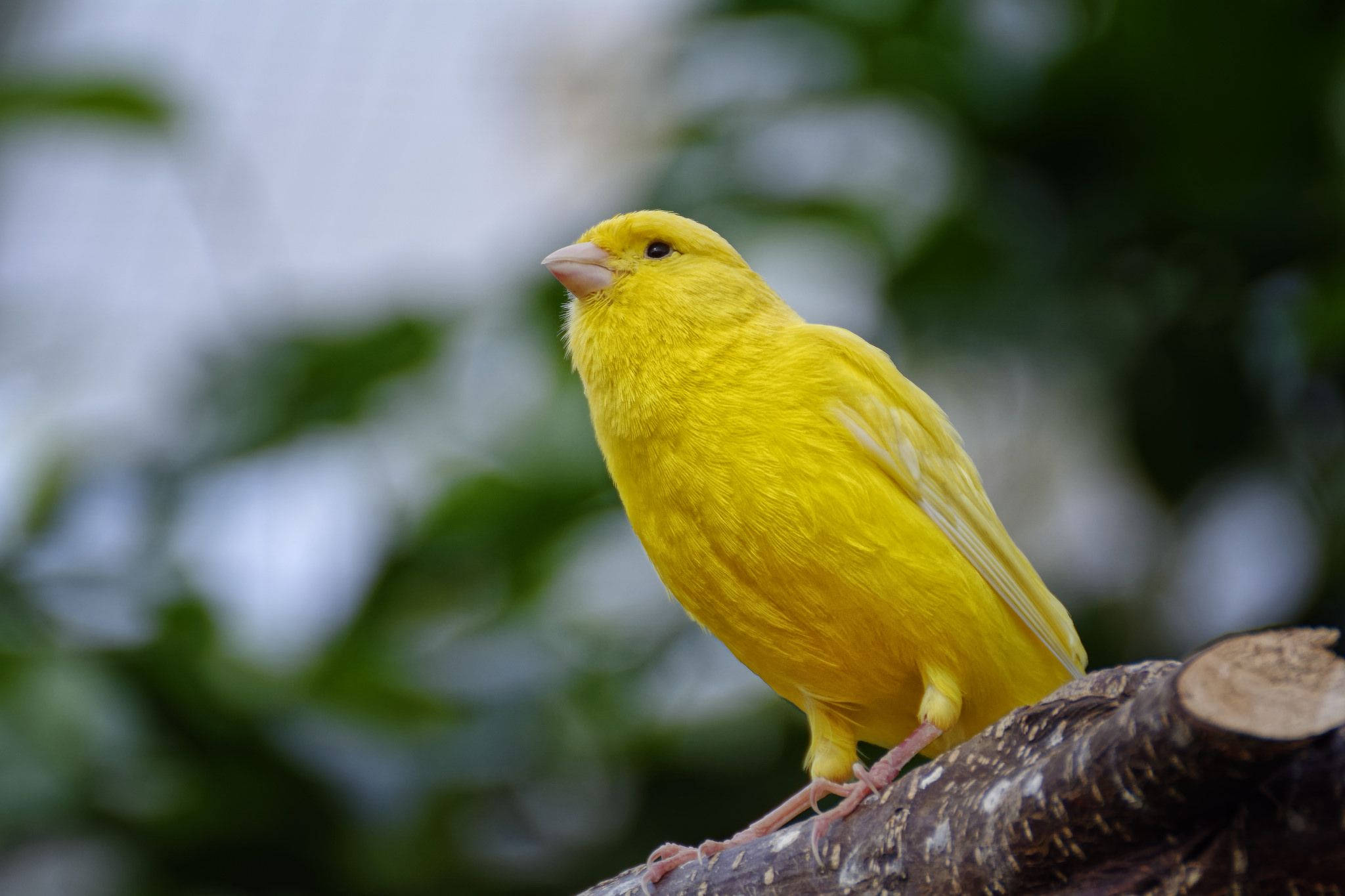Yellow Bird 桌布 壁紙 — 一隻鮮黃色的金絲雀棲息在粗糙的樹枝上，背景是柔和模糊的綠色和白色。
