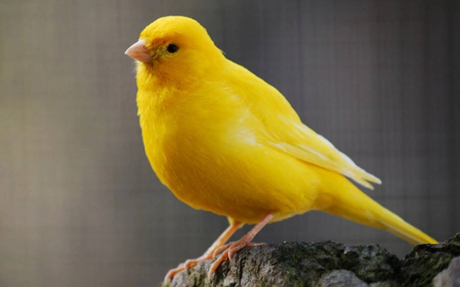 Yellow Bird 桌布 壁紙 — 一隻鮮黃色的金絲雀棲息在粗糙的石頭表面上，背景是模糊的灰色。