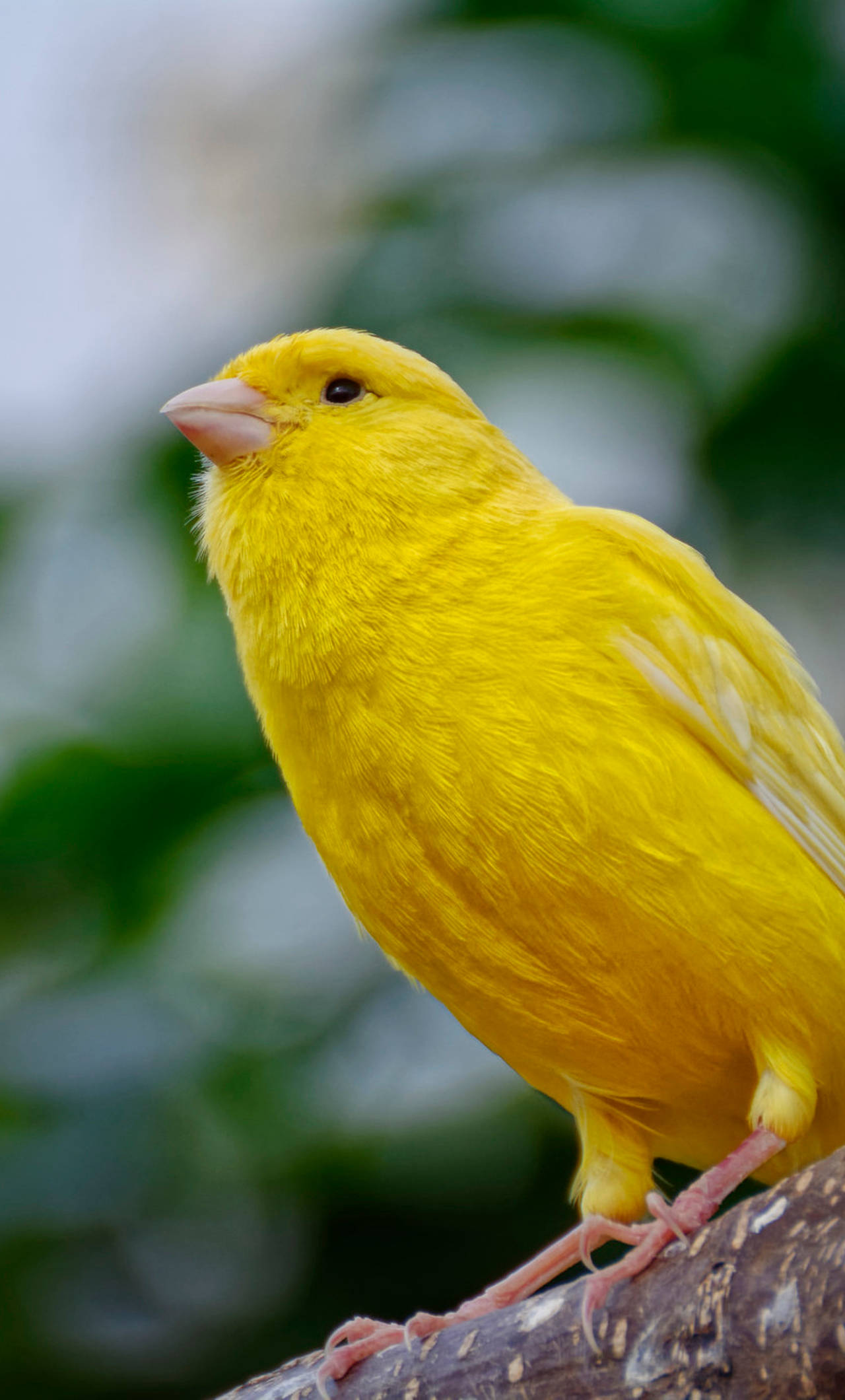 Yellow Bird 桌布 壁紙 — 一隻鮮黃色的金絲雀棲息在紋理分明的樹枝上，背景是柔和模糊的綠色和白色。
