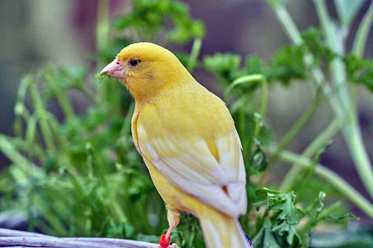 Yellow Bird 桌布 壁紙 — 一隻鮮黃色的金絲雀棲息在紫色表面上，喙中叼著綠葉，背景是模糊的綠色樹葉。