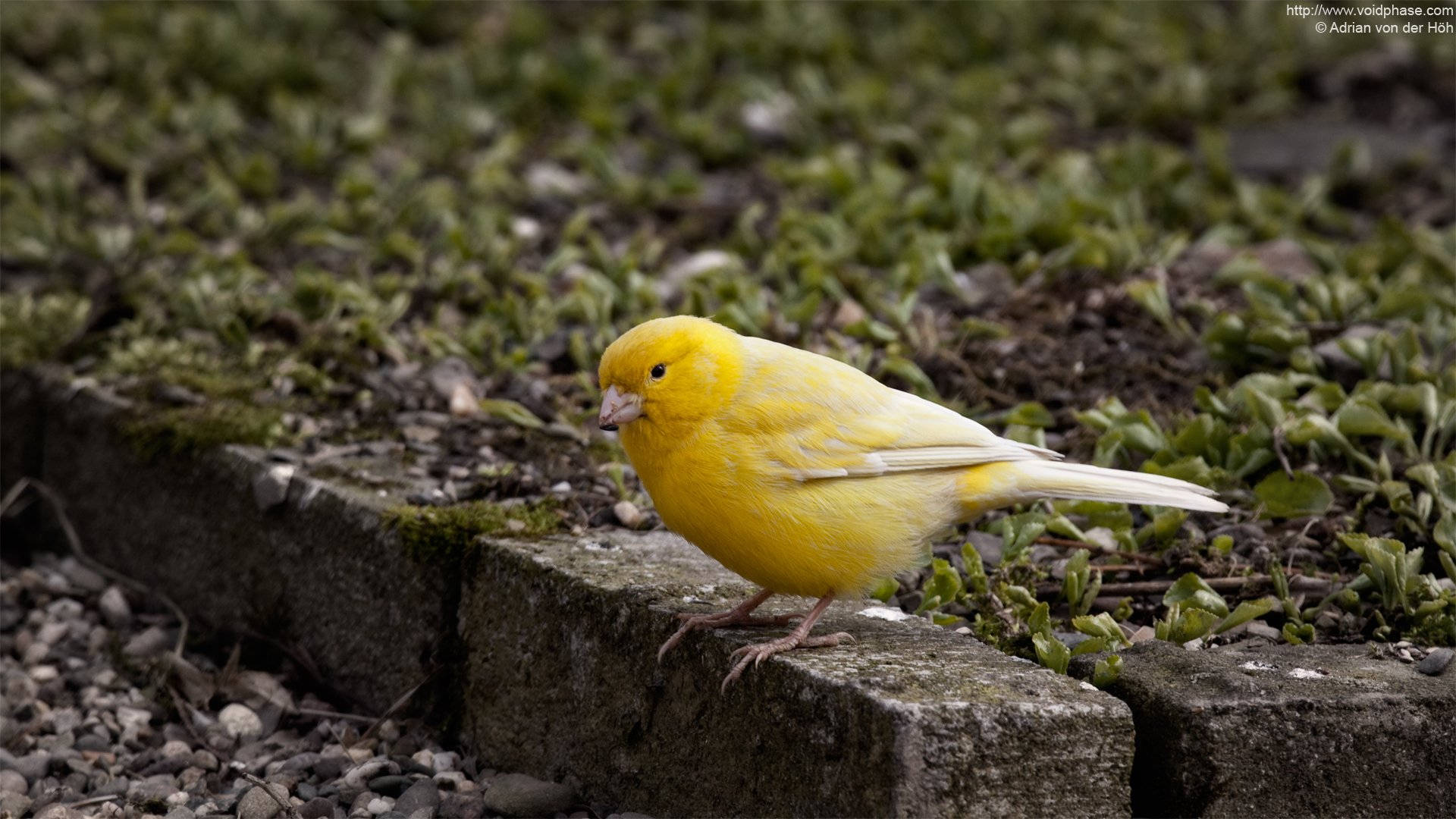 Yellow Bird 桌布 壁紙 — 一隻鮮黃色的金絲雀棲息在長滿青苔的石頭邊緣上，周圍是綠葉和礫石。