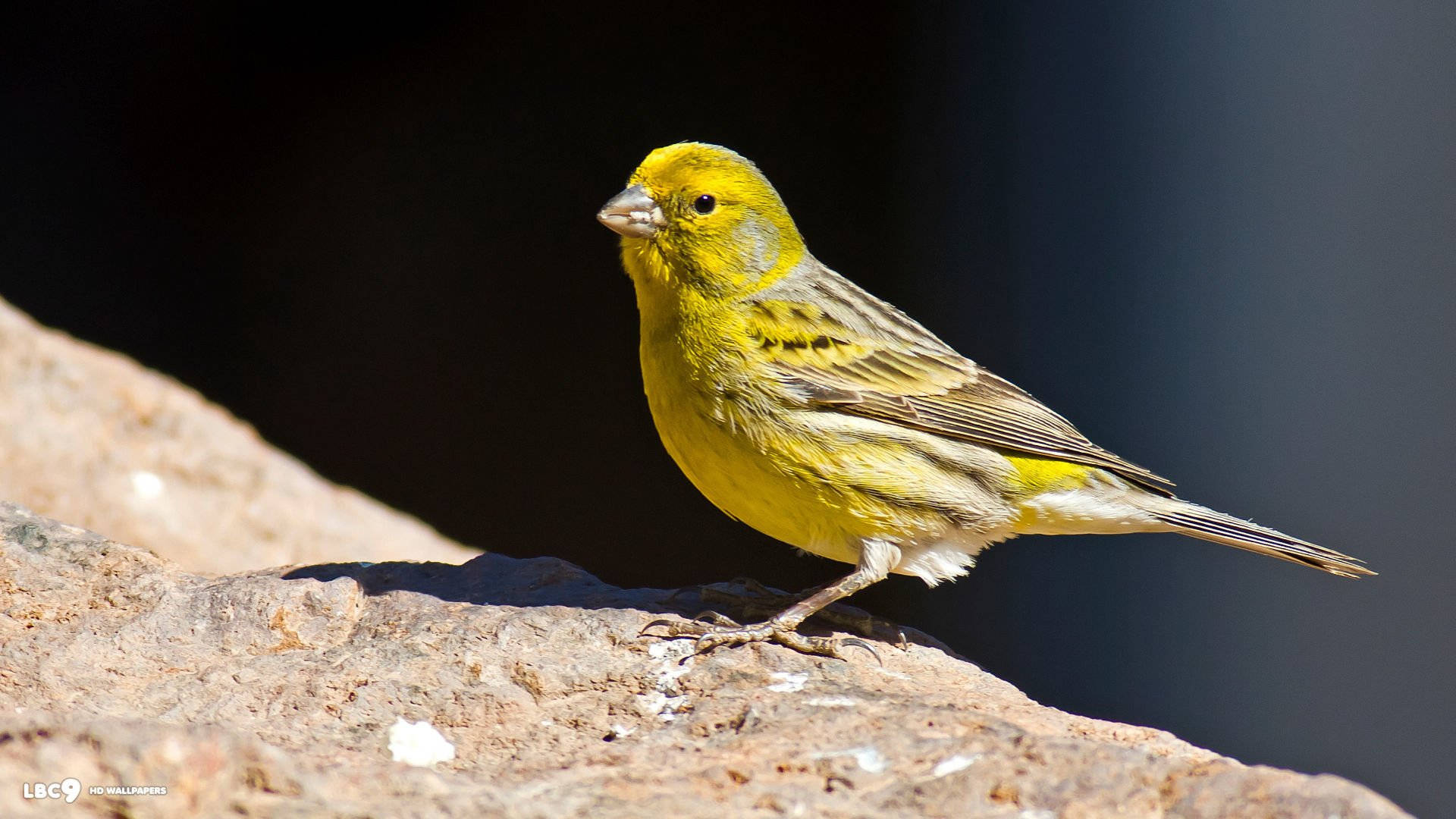 Yellow Bird 桌布 壁紙 — 一隻鮮黃色的雄性黃雀棲息在陽光照耀的岩石上，背景昏暗模糊。