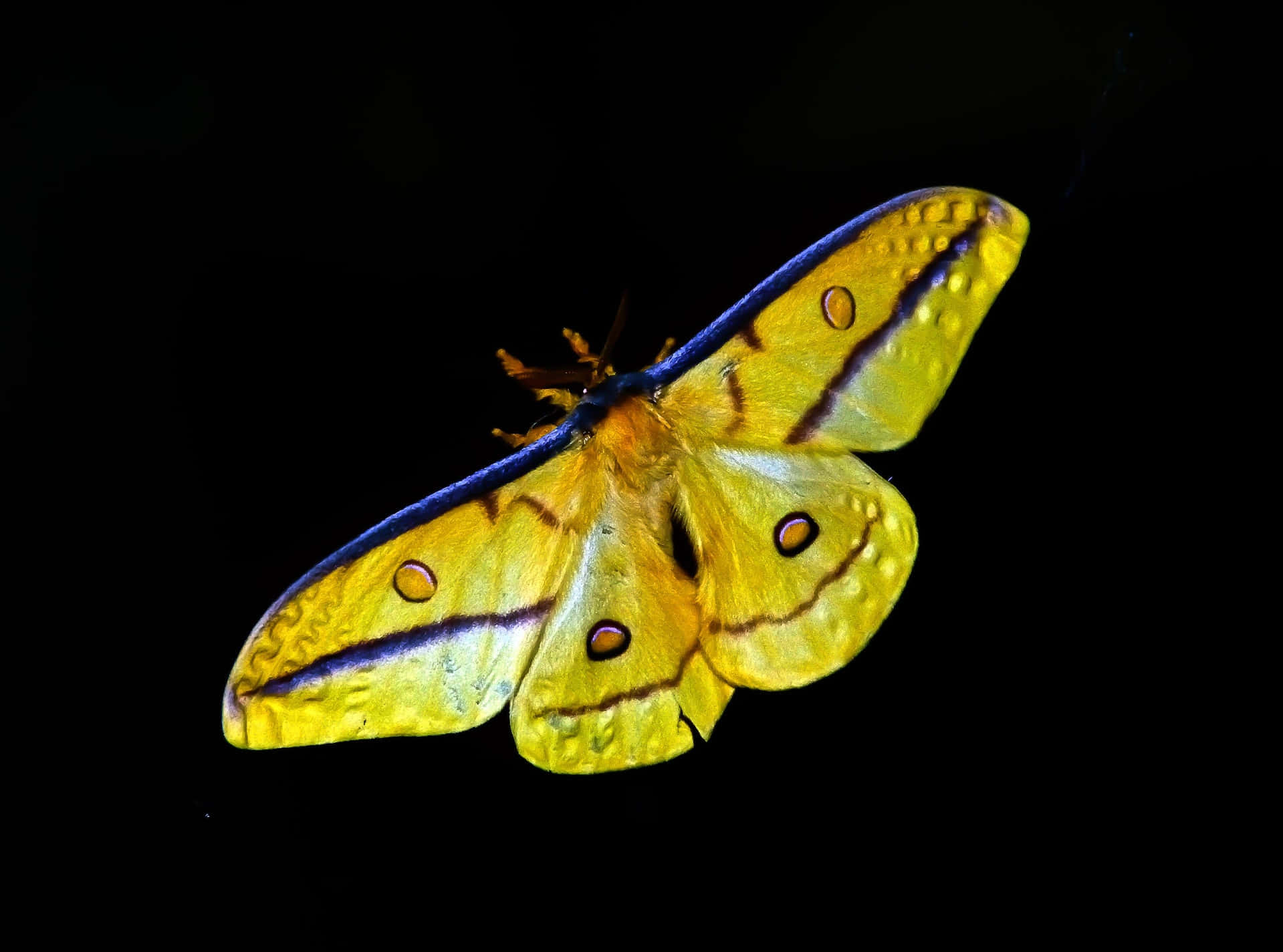 Yellow Butterfly 桌布 壁紙 — 一隻鮮黃色的飛蛾，帶有藍色邊緣的翅膀和眼斑，在純黑色背景下發光。