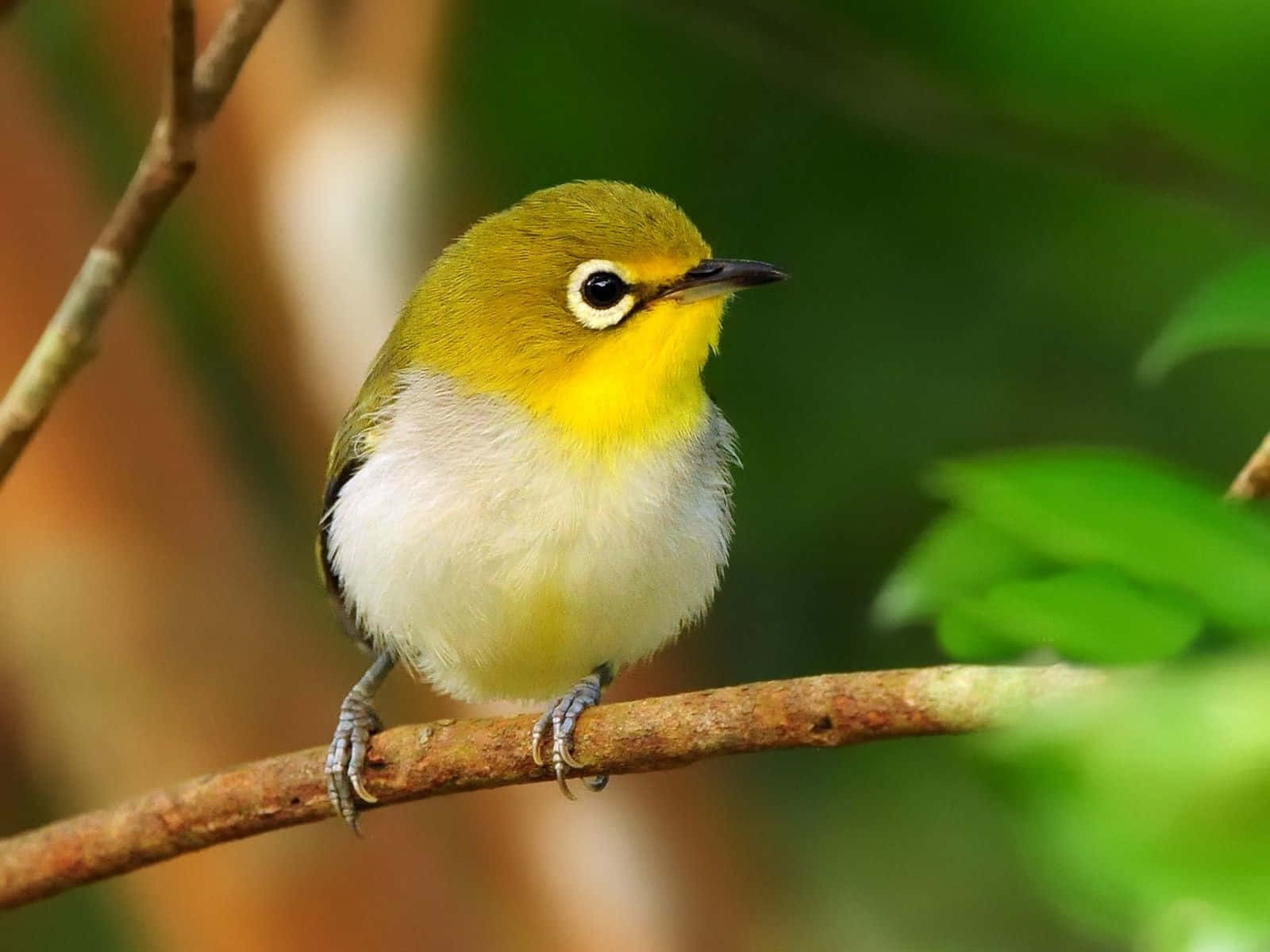 Cute Bird 桌布 壁紙 — 一隻鮮黃色的鳥，帶有白色眼圈，棲息在棕色的樹枝上，周圍是茂密的綠色樹葉。