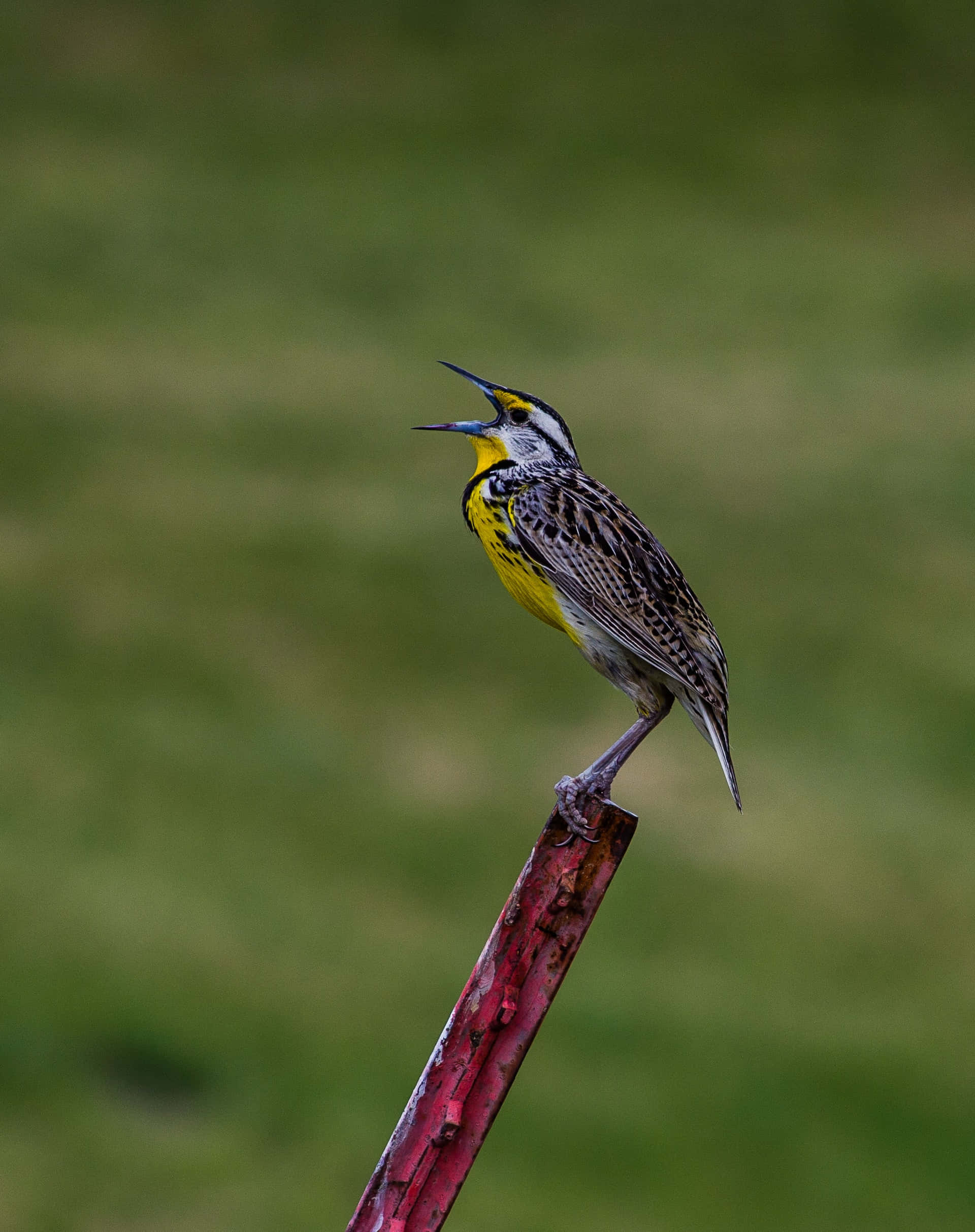 Birds Chirping 桌布 壁紙 — 一隻鮮黃色的鳥，帶有黑色和白色斑紋，棲息在紅色柱子上，背景是柔和的綠色模糊背景。