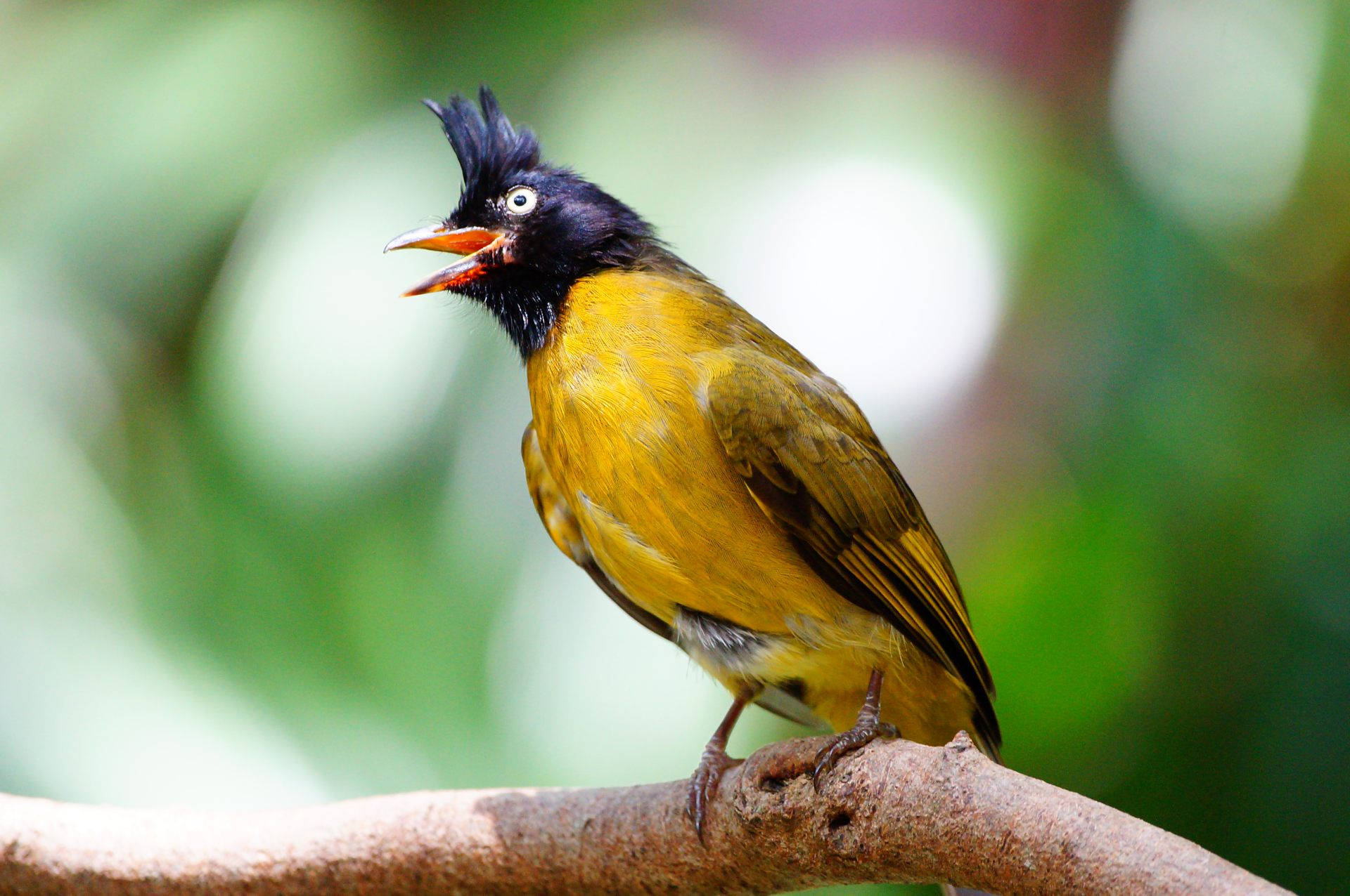 Yellow Bird 桌布 壁紙 — 一隻鮮黃色的鳥，有黑色冠羽和橙色喙，棲息在樹枝上，背景是柔和的綠色模糊效果。