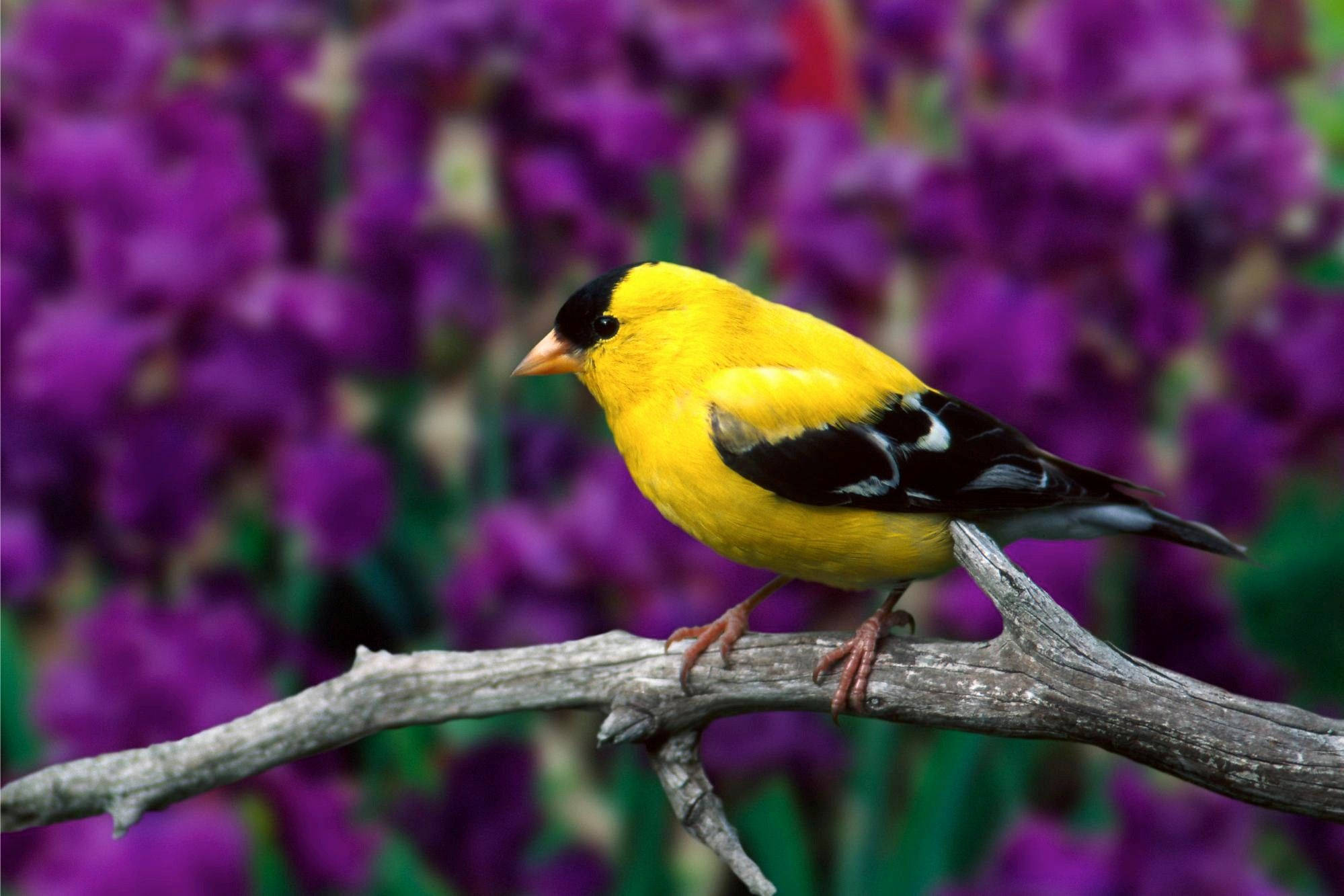 Yellow Bird 桌布 壁紙 — 一隻鮮黃色的鳥，翅膀黑色，棲息在風化的樹枝上，背景是柔和的紫色花卉。