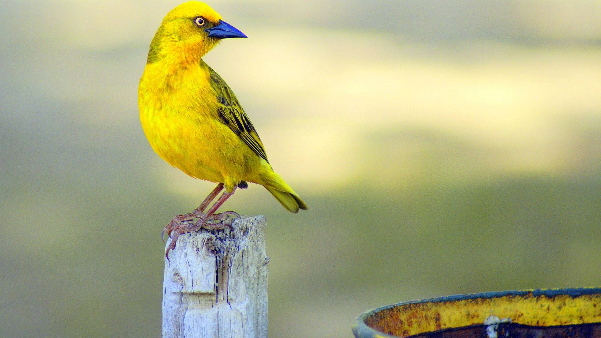Yellow Bird 桌布 壁紙 — 一隻鮮黃色的鳥，藍色的喙，警覺地棲息在風化的木柱上，背景是柔和模糊的自然景色。