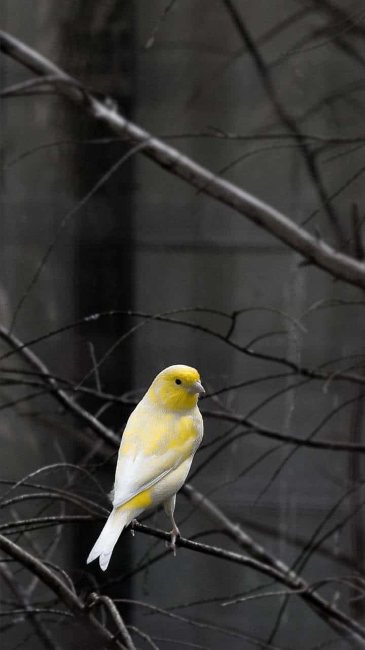 Yellow Canary 桌布 壁紙 — 一隻鮮黃色的鳥兒在柔和的灰色背景下，優雅地棲息在光禿的冬季樹枝上。
