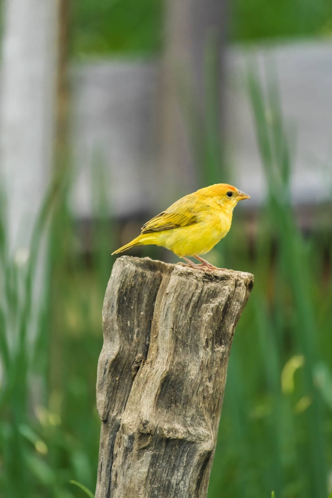 Yellow Bird 桌布 壁紙 — 一隻鮮黃色的鳥兒平靜地棲息在一個風化的木柱上，周圍是茂密的綠色蘆葦。