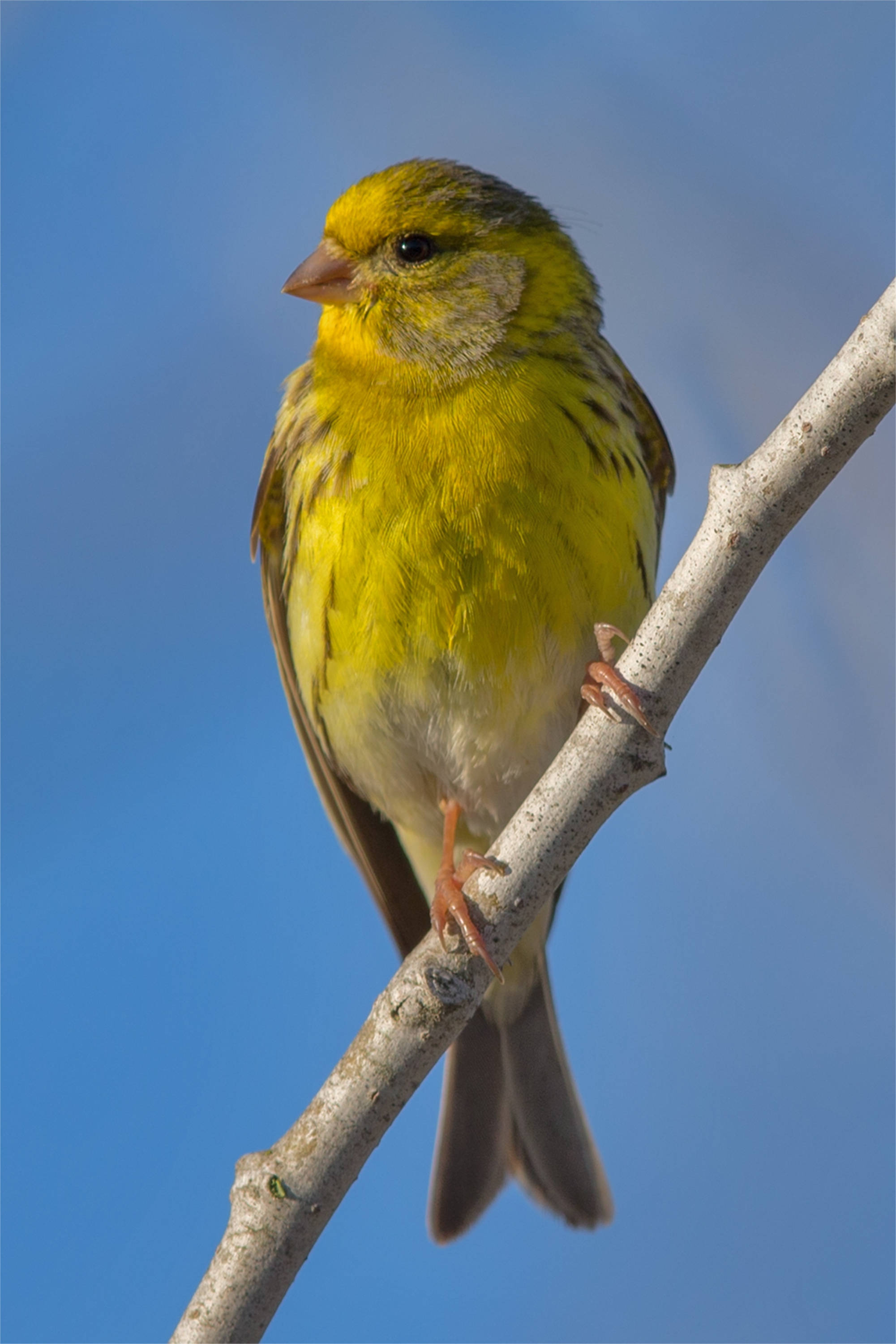 Yellow Bird 桌布 壁紙 — 一隻鮮黃色的鳥兒平靜地棲息在光禿禿的樹枝上，背景是清澈的藍天。