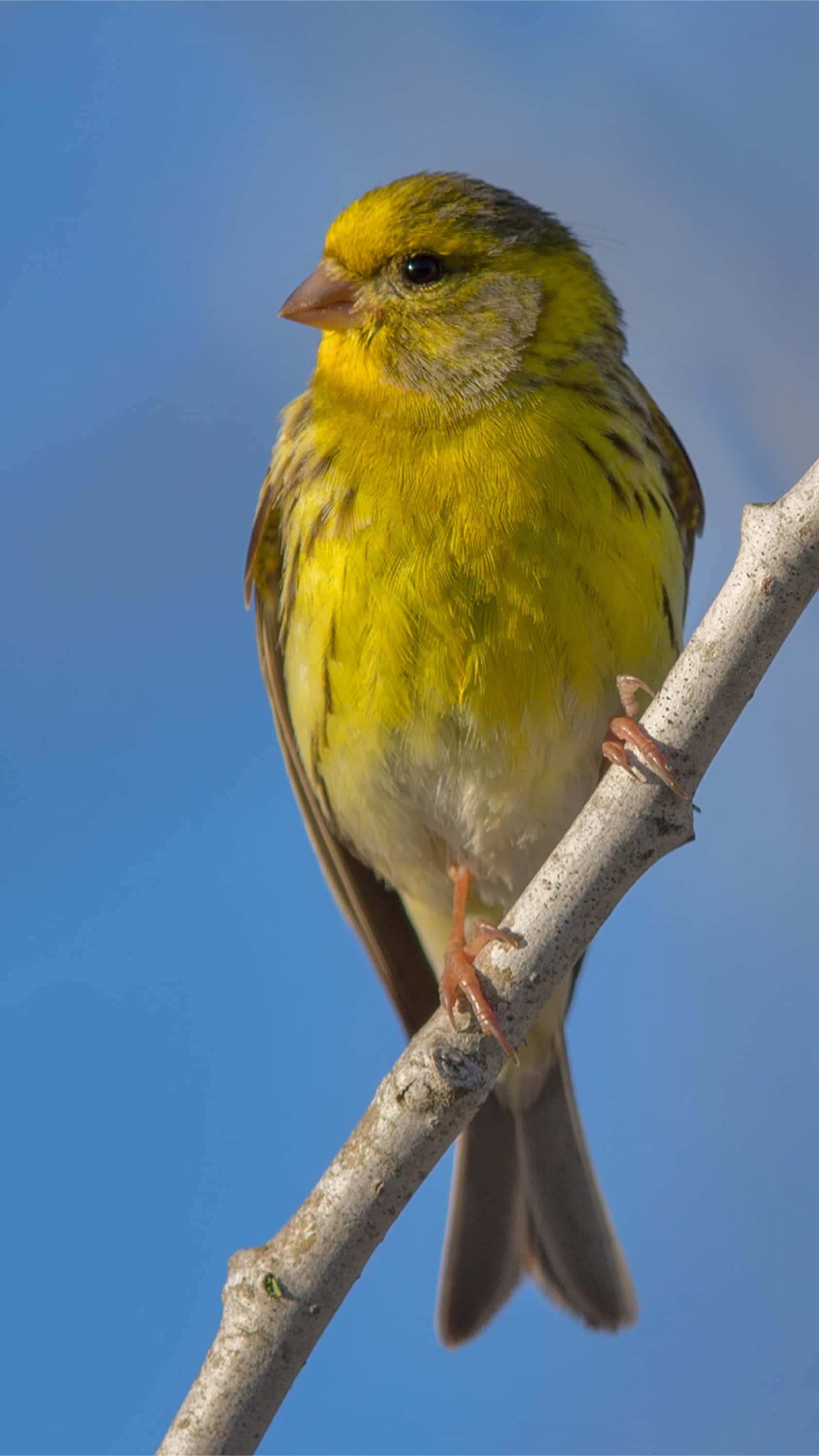 Yellow Canary 桌布 壁紙 — 一隻鮮黃色的鳥兒平靜地棲息在光禿的樹枝上，背景是清澈的藍天。