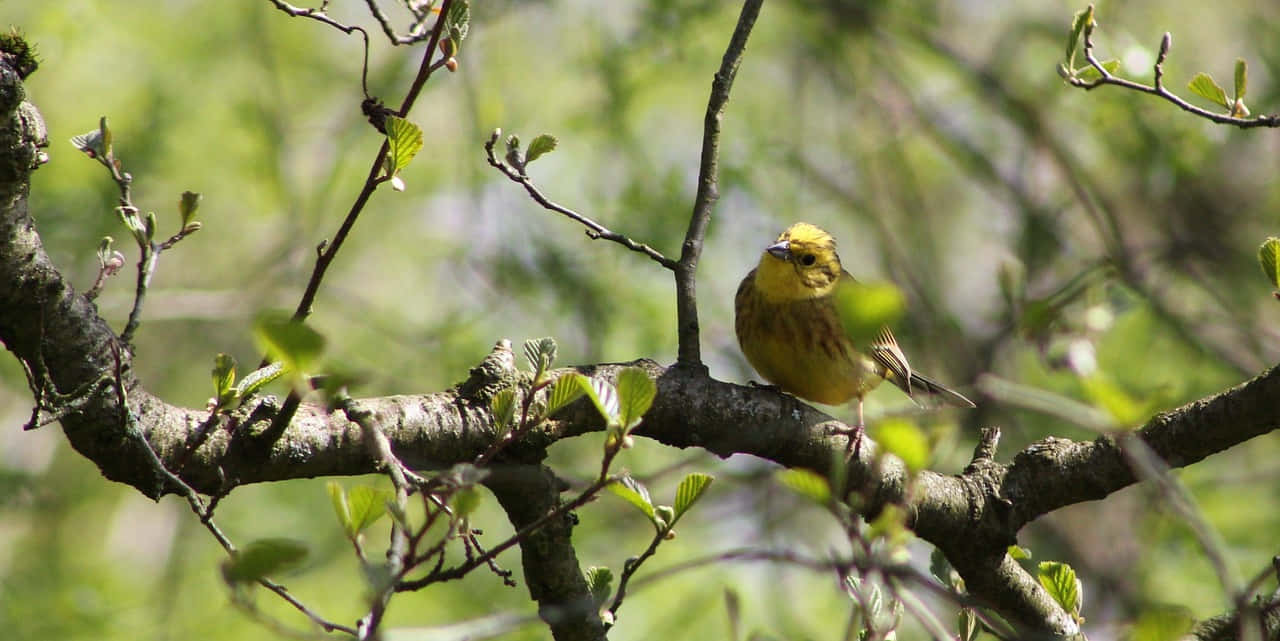 Yellowhammer 桌布 壁紙 — 一隻鮮黃色的鳥兒平靜地棲息在長滿苔蘚的樹枝上，四周是清新的春葉。