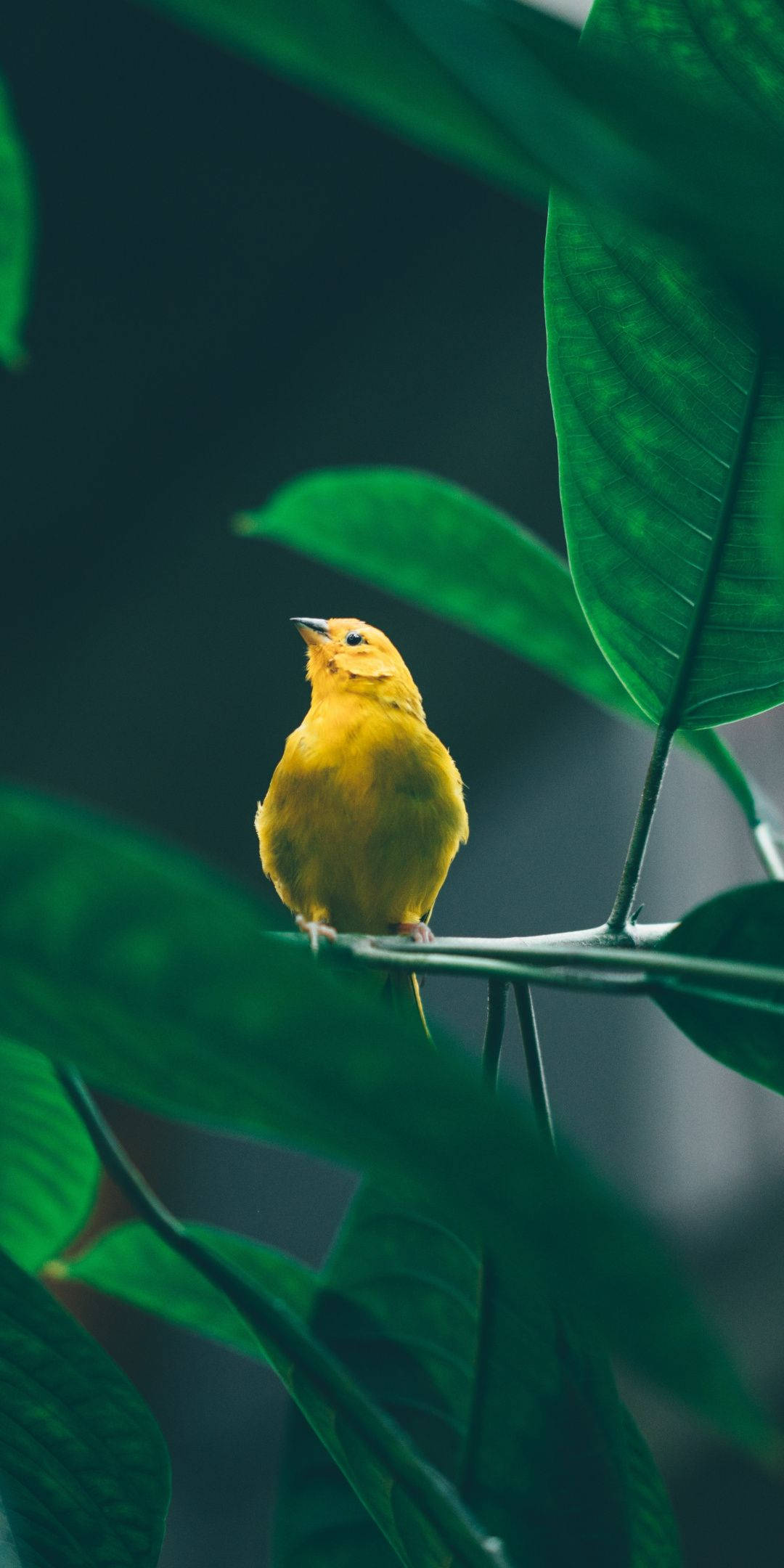 Yellow Bird 桌布 壁紙 — 一隻鮮黃色的鳥平靜地棲息在樹枝上，周圍是茂密的綠葉，身處昏暗的森林中。
