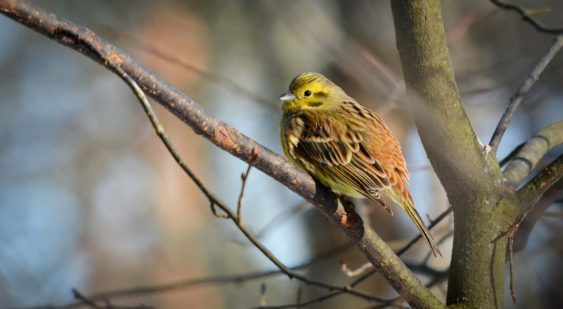 Yellowhammer 桌布 壁紙 — 一隻鮮黃色的鳥棲息在光禿的樹枝上，背景是柔和模糊的森林。
