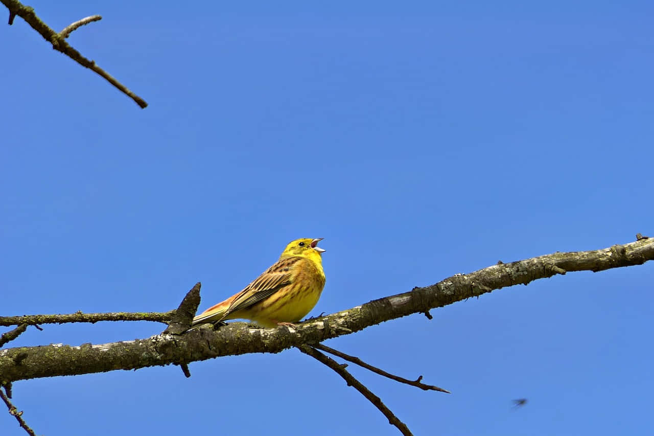 Yellowhammer 桌布 壁紙 — 一隻鮮黃色的鳥棲息在光禿禿的樹枝上，背景是鮮豔的藍天，嘴巴張開好像在唱歌。