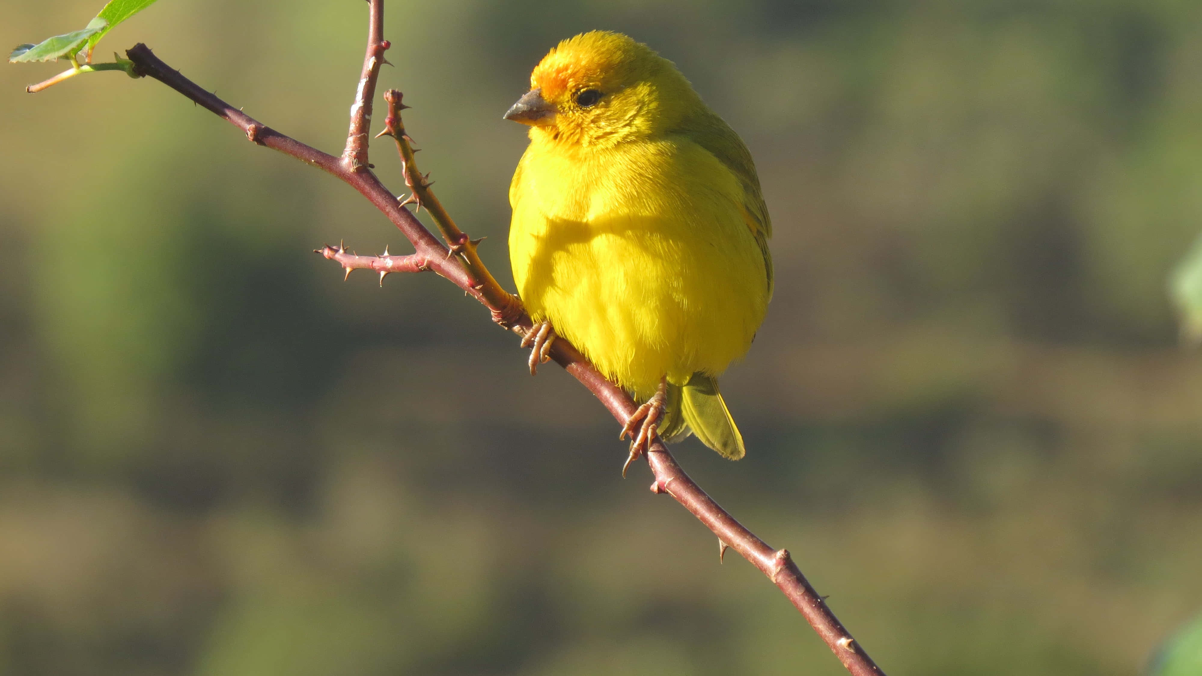 Yellow Canary 桌布 壁紙 — 一隻鮮黃色的鳥棲息在多刺的樹枝上，背景是柔和模糊的綠色。