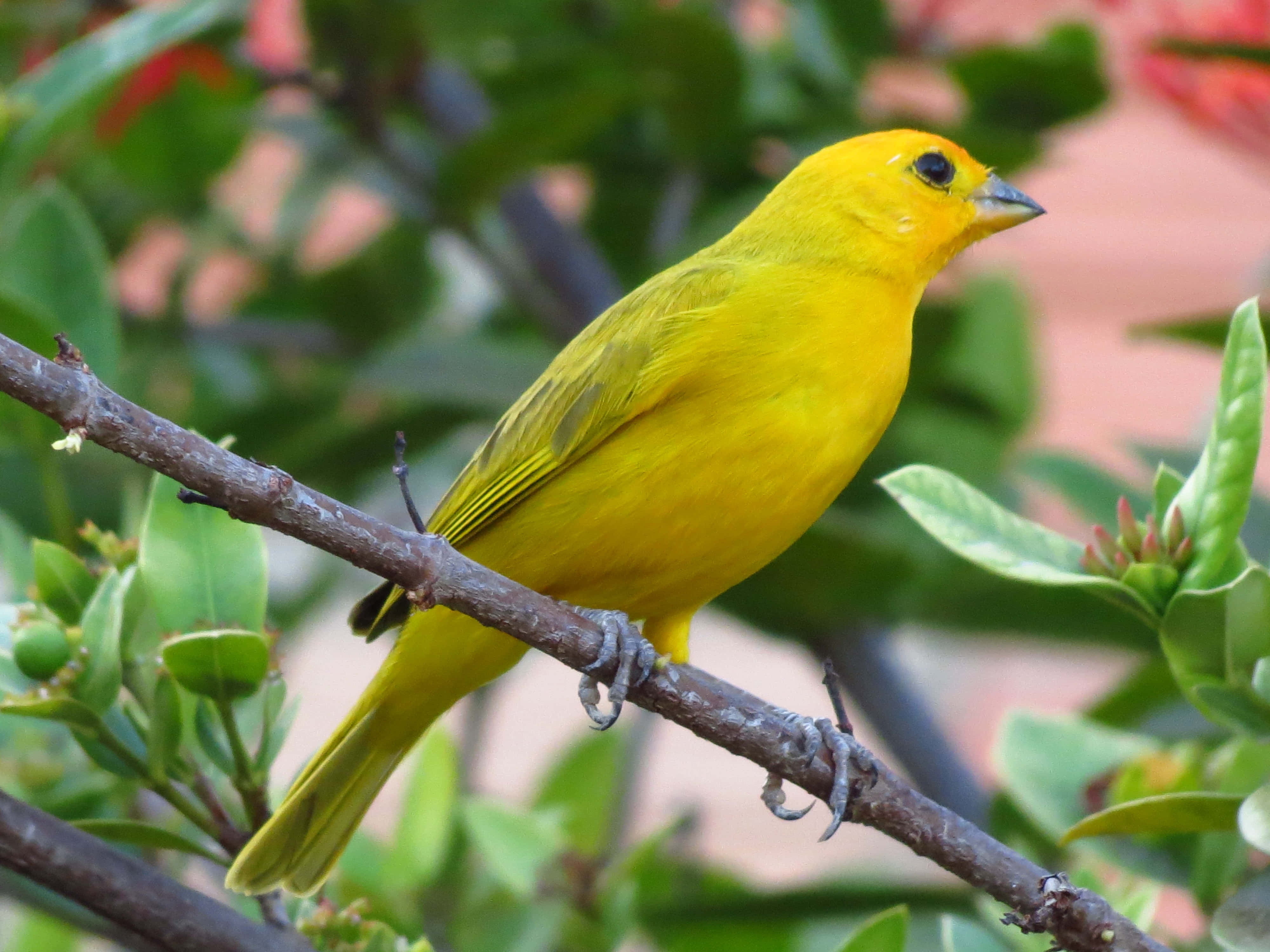 Yellow Canary 桌布 壁紙 — 一隻鮮黃色的鳥棲息在樹枝上，周圍環繞著茂密的綠葉和柔和模糊的紅花。
