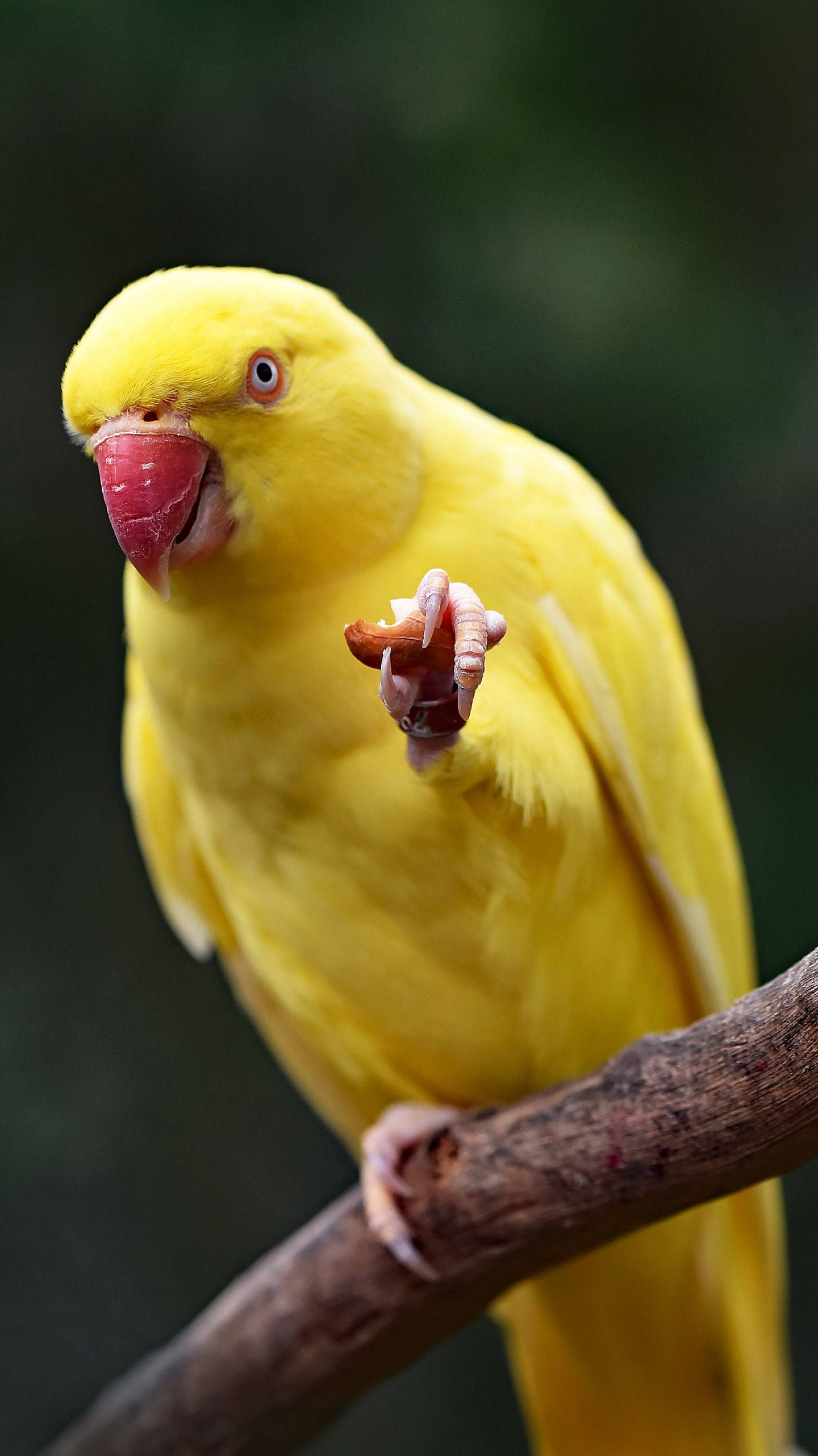 Yellow Bird 桌布 壁紙 — 一隻鮮黃色的鳥棲息在樹枝上，用帶爪的腳抓著一小塊食物。