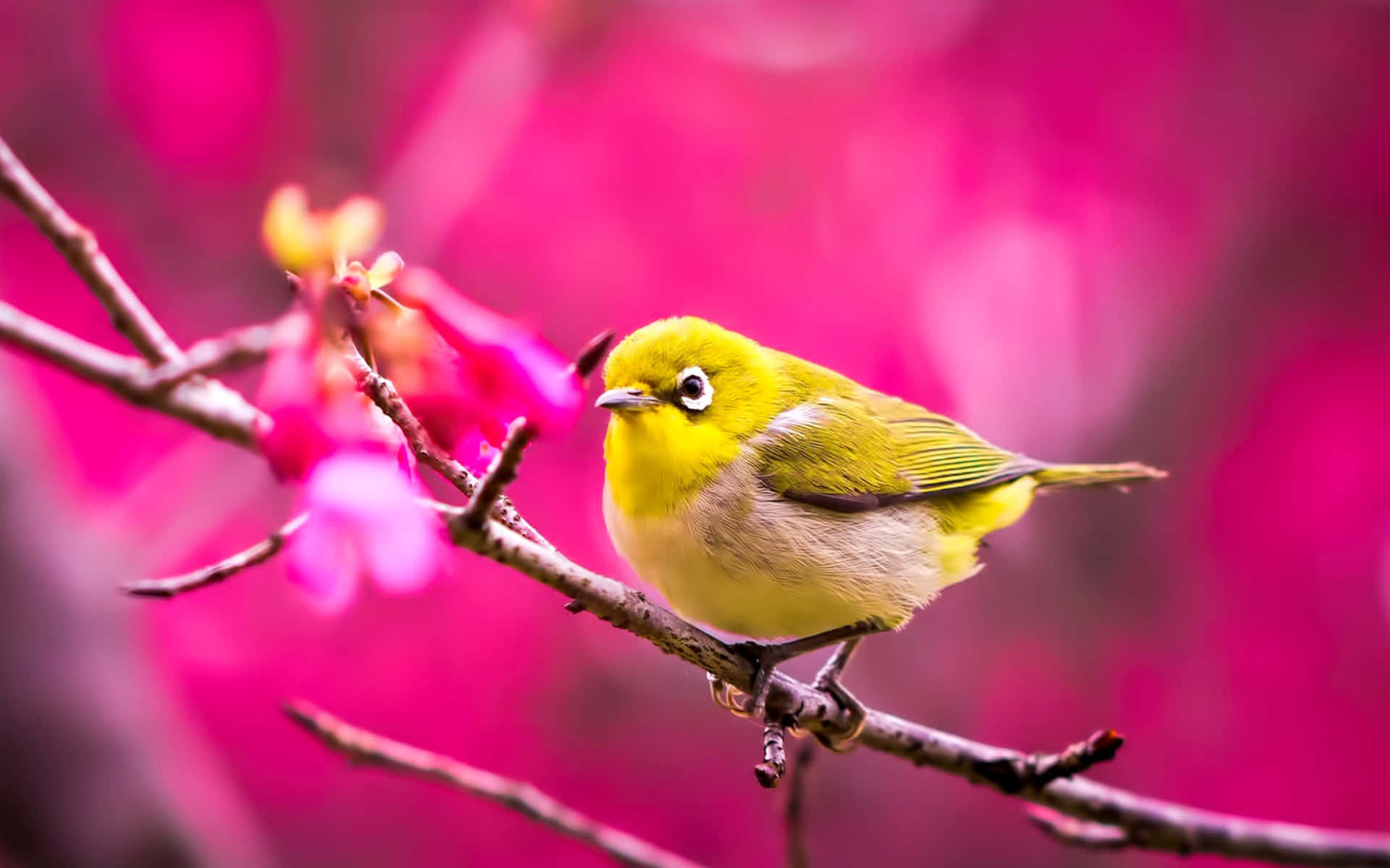 Cute Bird 桌布 壁紙 — 一隻鮮黃色的鳥棲息在樹枝上，背景是夢幻的粉紅色花卉。
