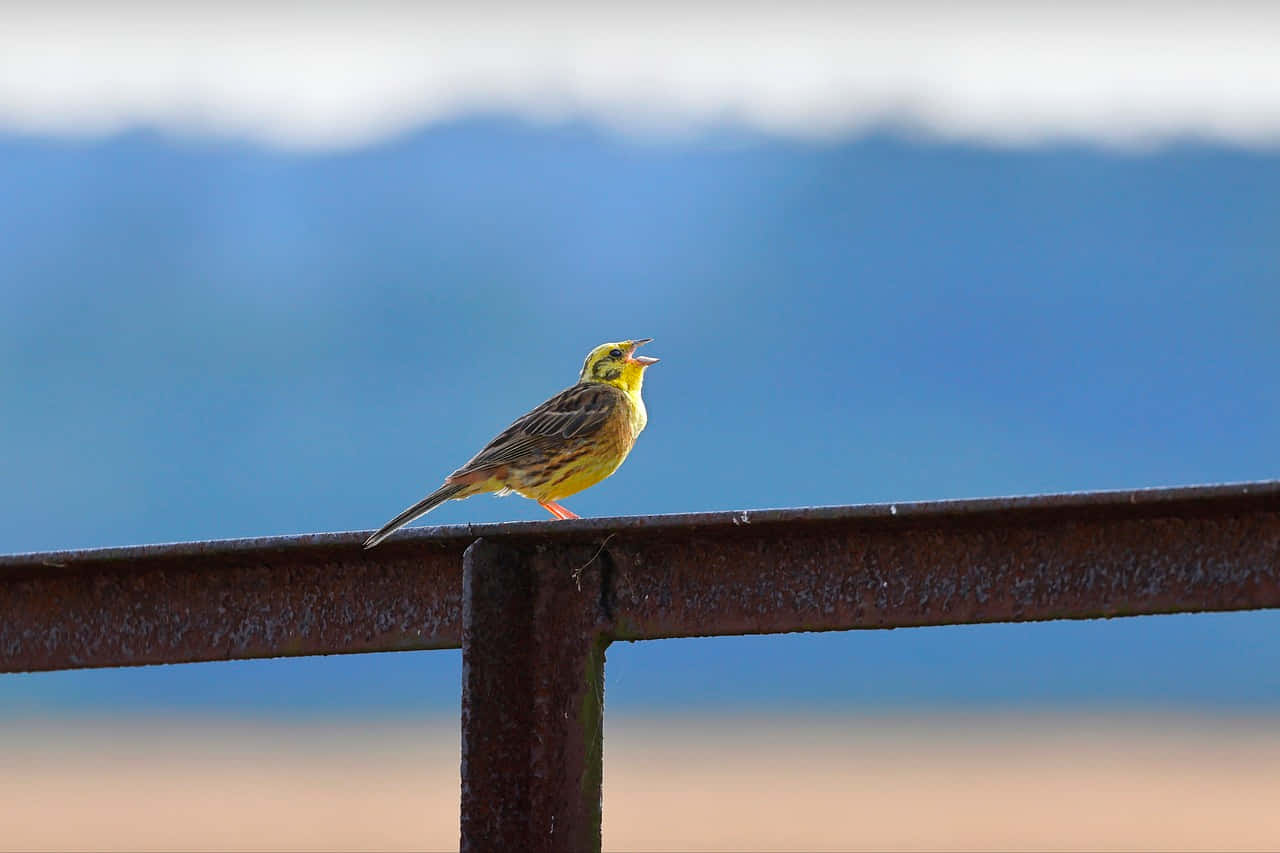Yellowhammer 桌布 壁紙 — 一隻鮮黃色的鳥棲息在生鏽的金屬欄杆上，背景是模糊的藍色和米色。