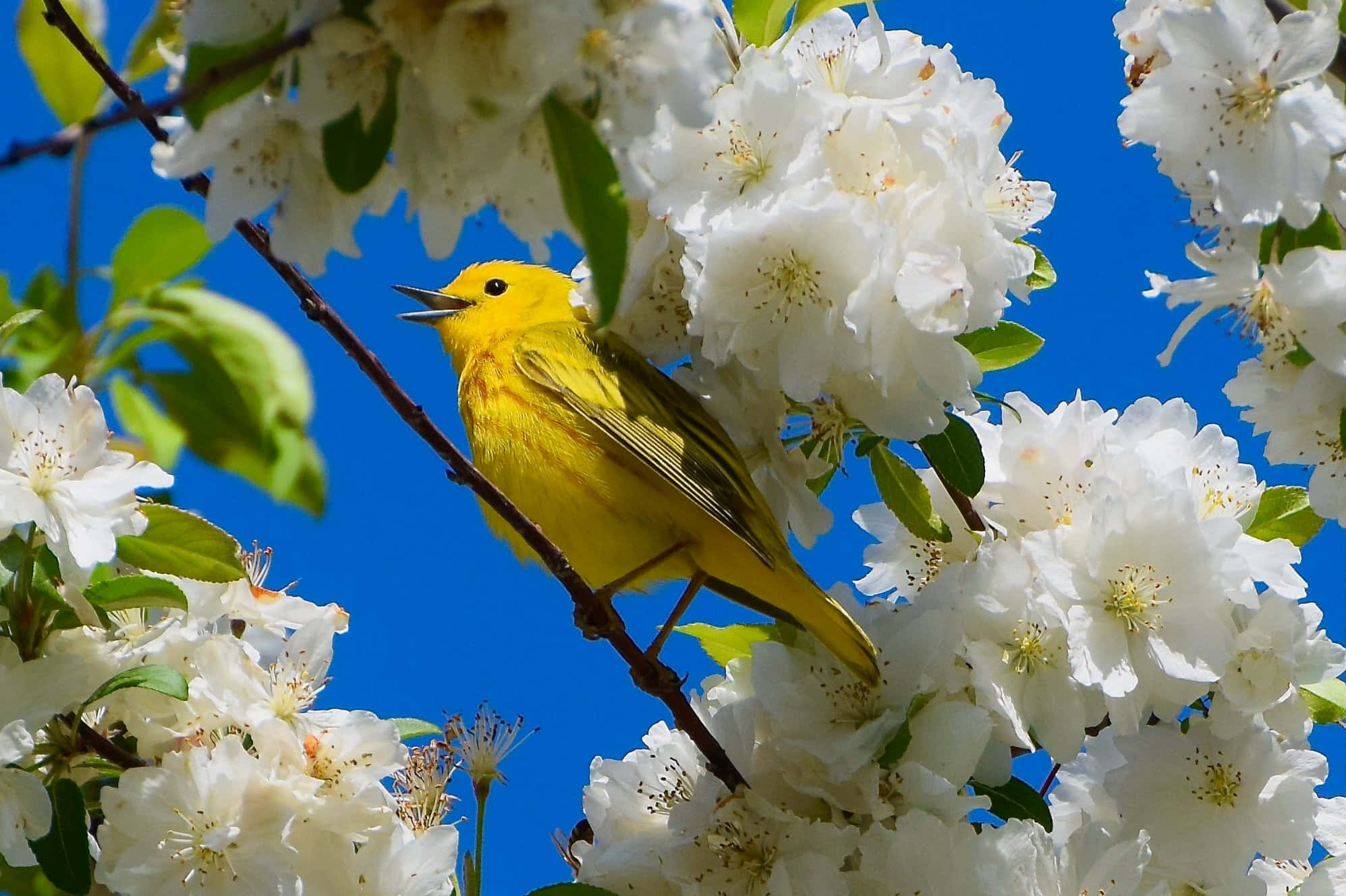 Yellow Warbler 桌布 壁紙 — 一隻鮮黃色的鳥棲息在盛開的白櫻花枝頭上，背景是鮮豔的藍天。