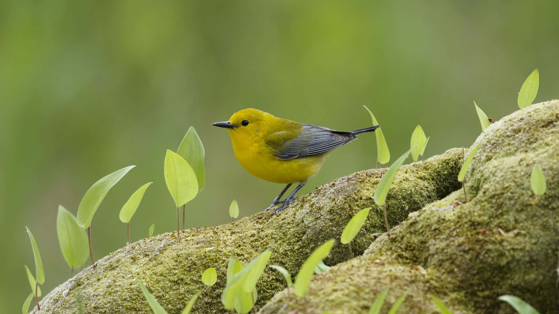 Yellow Warbler 桌布 壁紙 — 一隻鮮黃色的鳥棲息在長滿苔蘚的木頭上，周圍是清新的綠葉，背景是柔和模糊的森林環境。