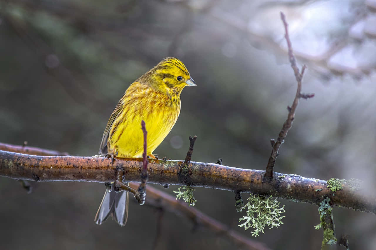 Yellowhammer 桌布 壁紙 — 一隻鮮黃色的鳥棲息在長滿苔蘚的樹枝上，背景是柔和模糊的森林。