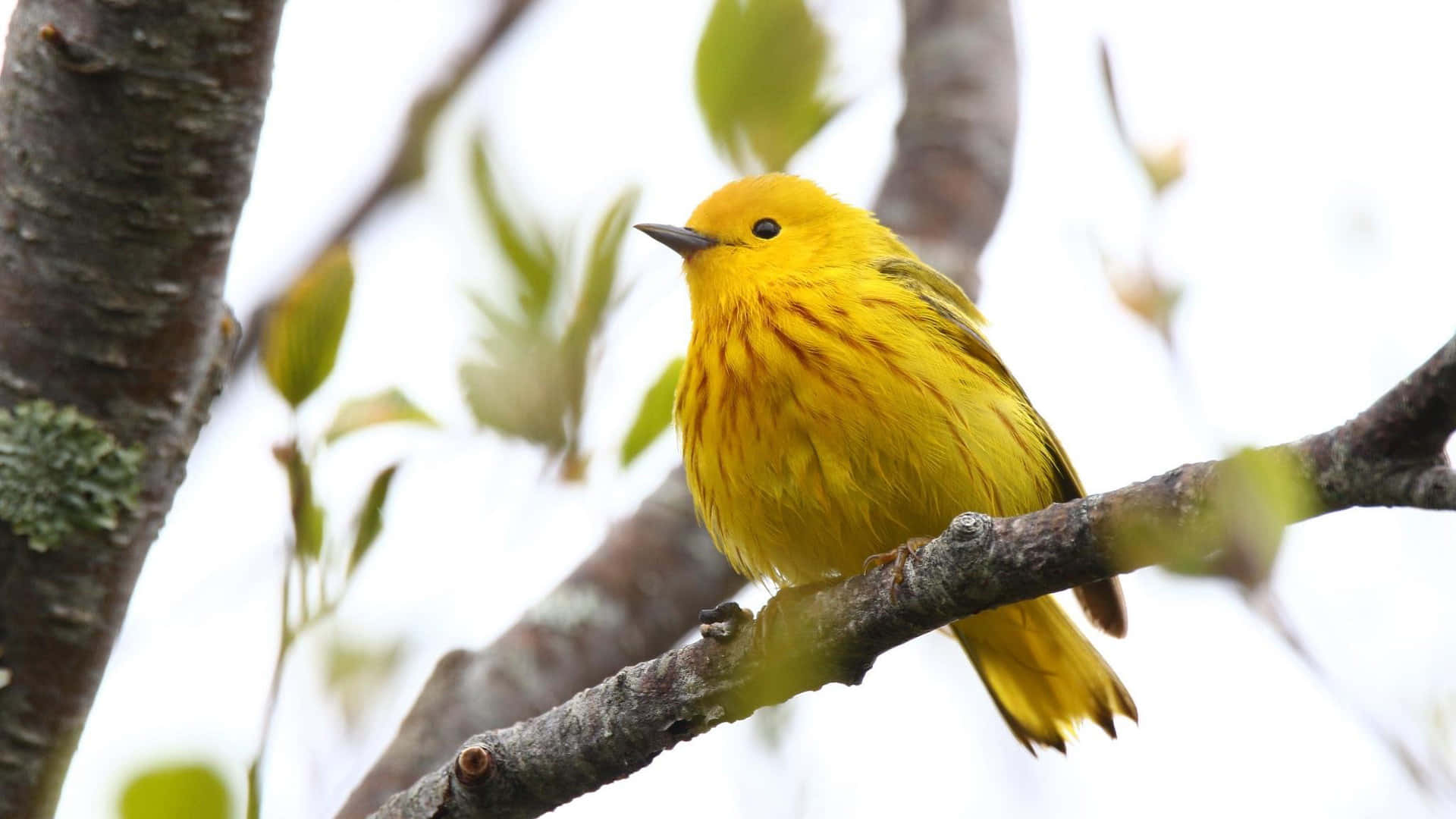 Yellow Warbler 桌布 壁紙 — 一隻鮮黃色的鳥棲息在長滿苔蘚的樹枝上，周圍是柔軟的綠葉和明亮的天空。